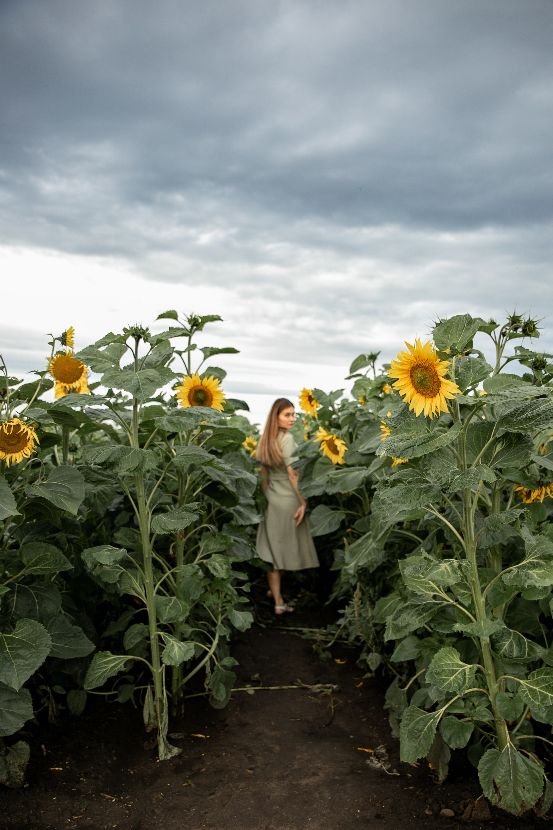 Фотосет в подсолнухах. Нина. Фотограф Лапочкина Татьяна