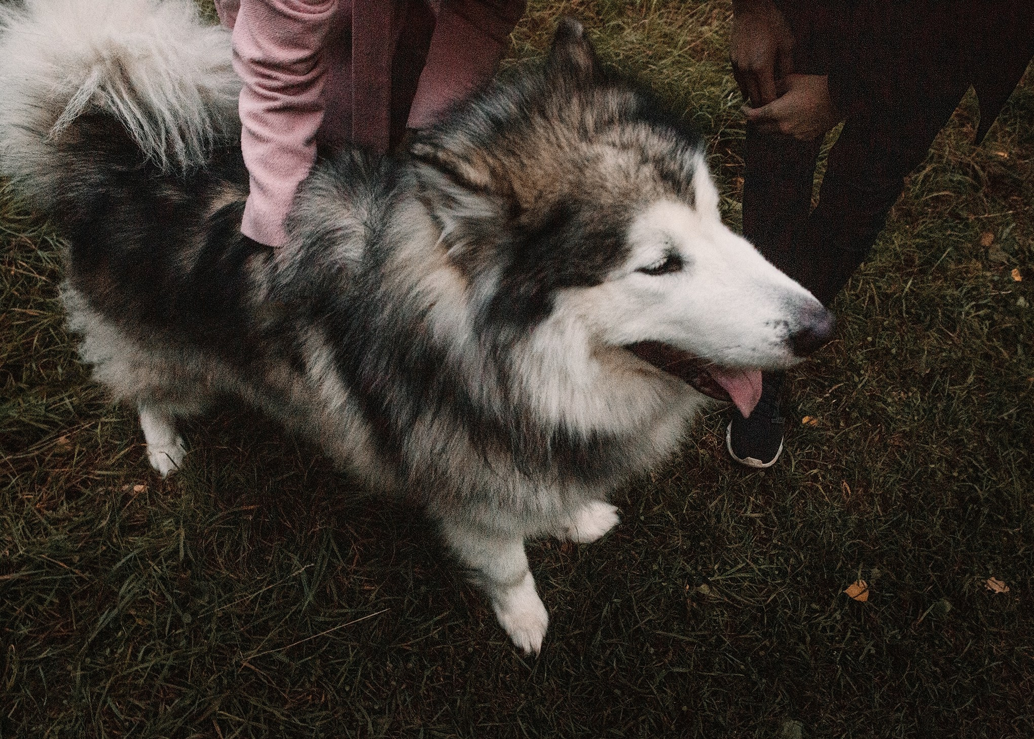 Оля, Филипп, Пуся. Семейный и портретный фотограф в Санкт-Петербурге