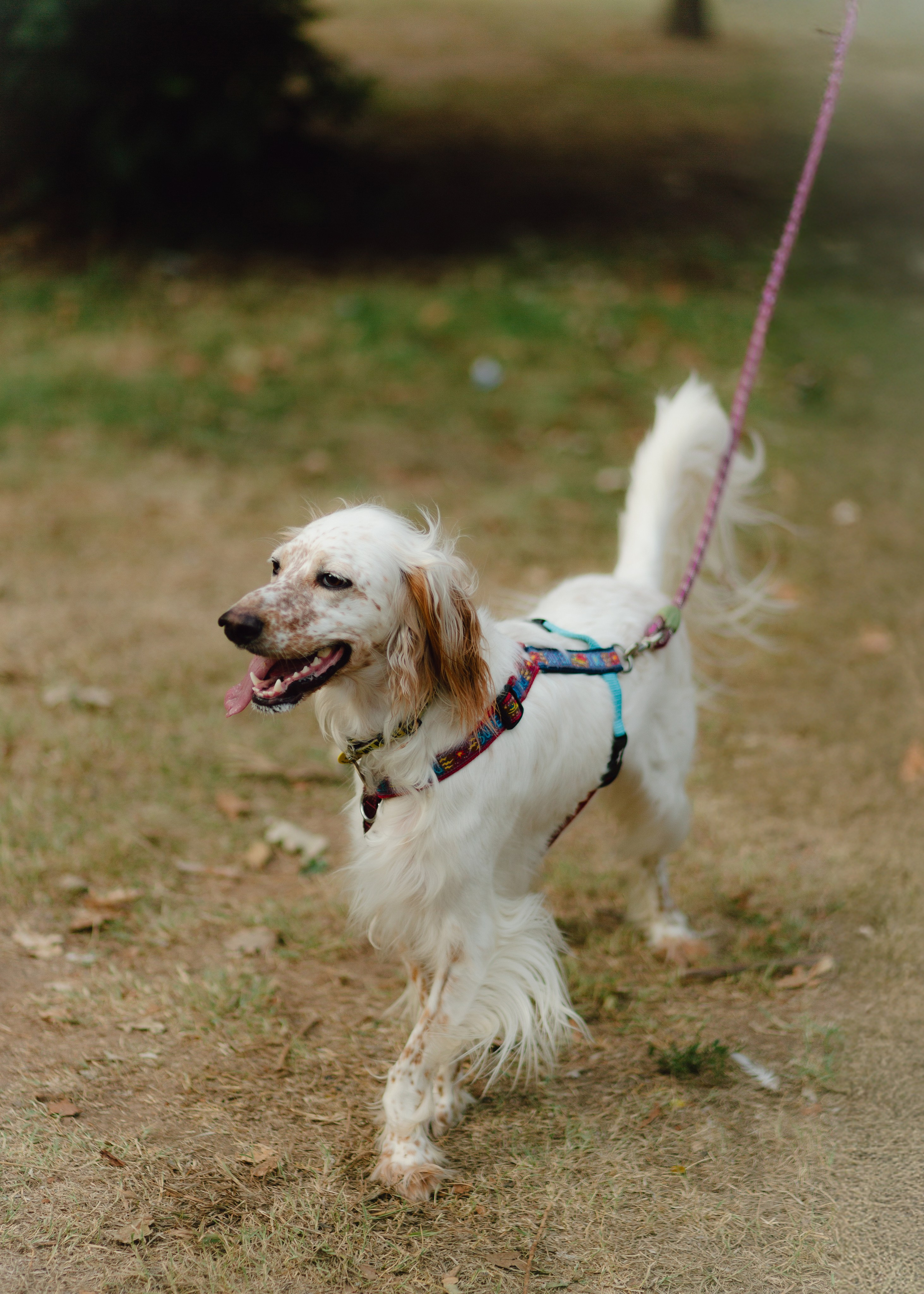 Pauline & Her Beloved Mañana. Barbara Isaeva
