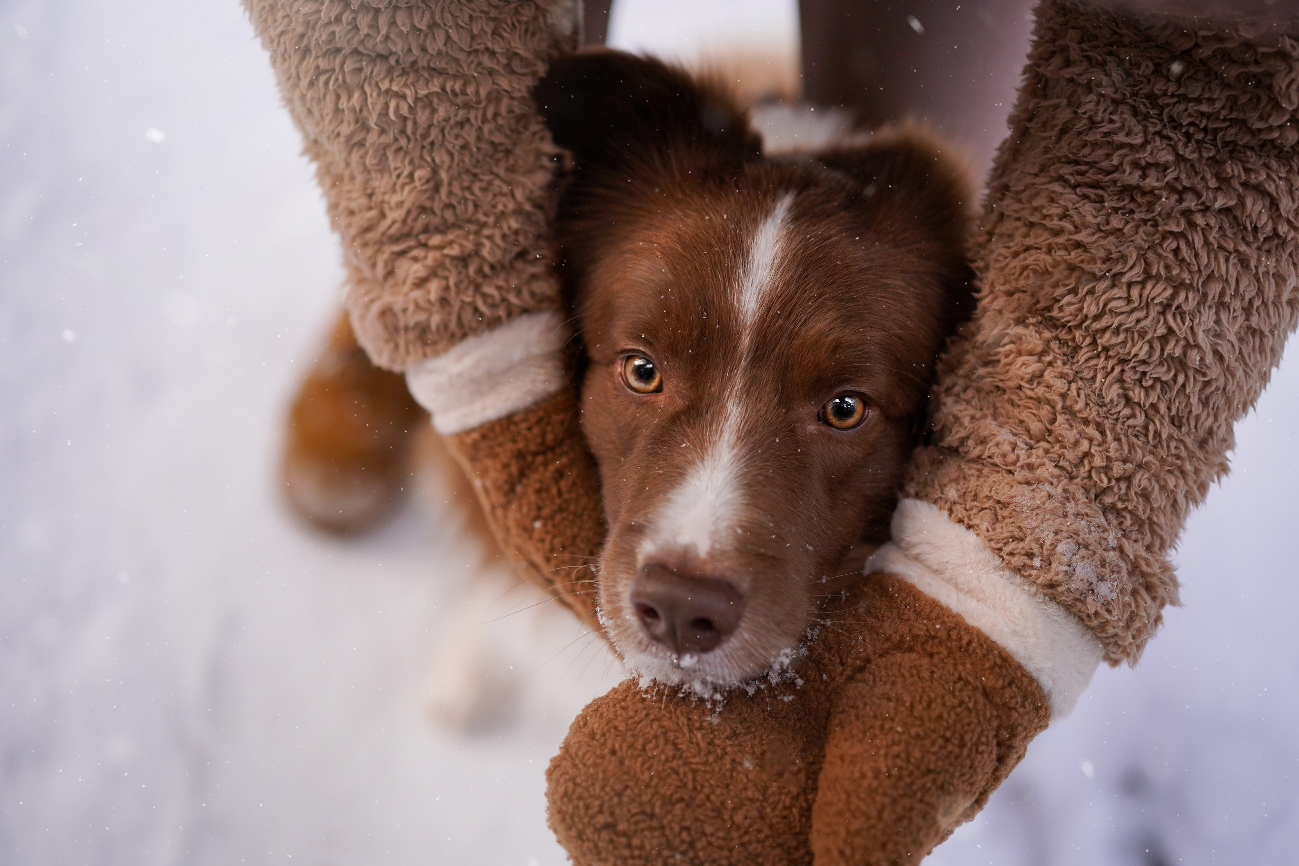 Катя и Ская. Фотограф-анималист в Санкт-Петербурге Яна Мартынова