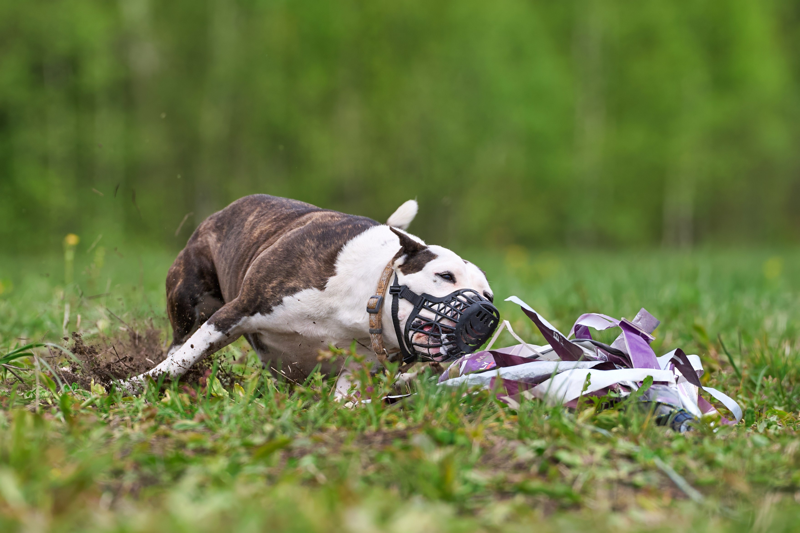 Тренировка по курсингу Донино. Фотограф-анималист Михаил Манухин