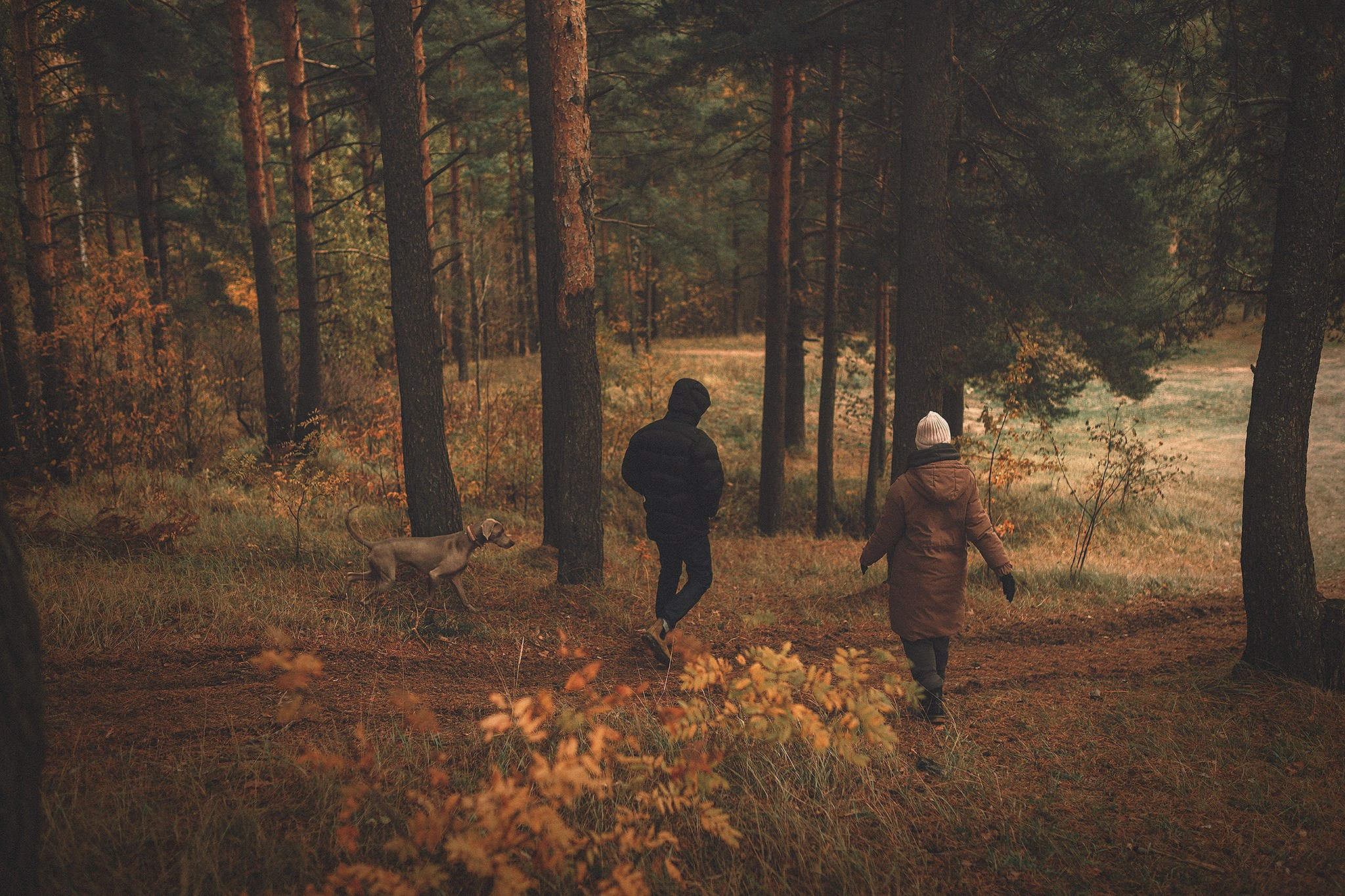 Элай и ребята. Фотограф-анималист • love-story • Санкт-Петербург