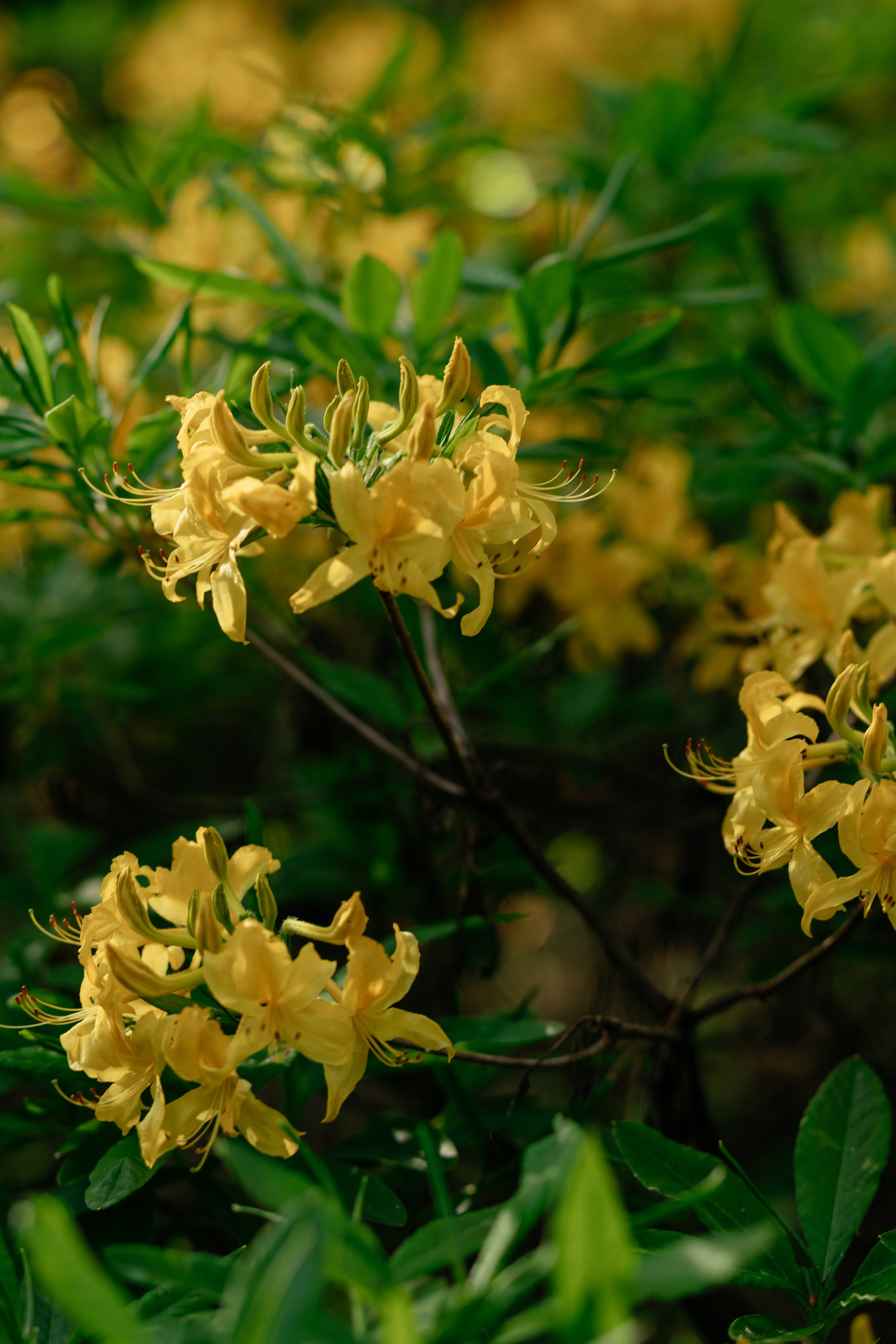LoveStory/ Mary&Amil. Семейный фотограф в Минске Приболовец Светлана