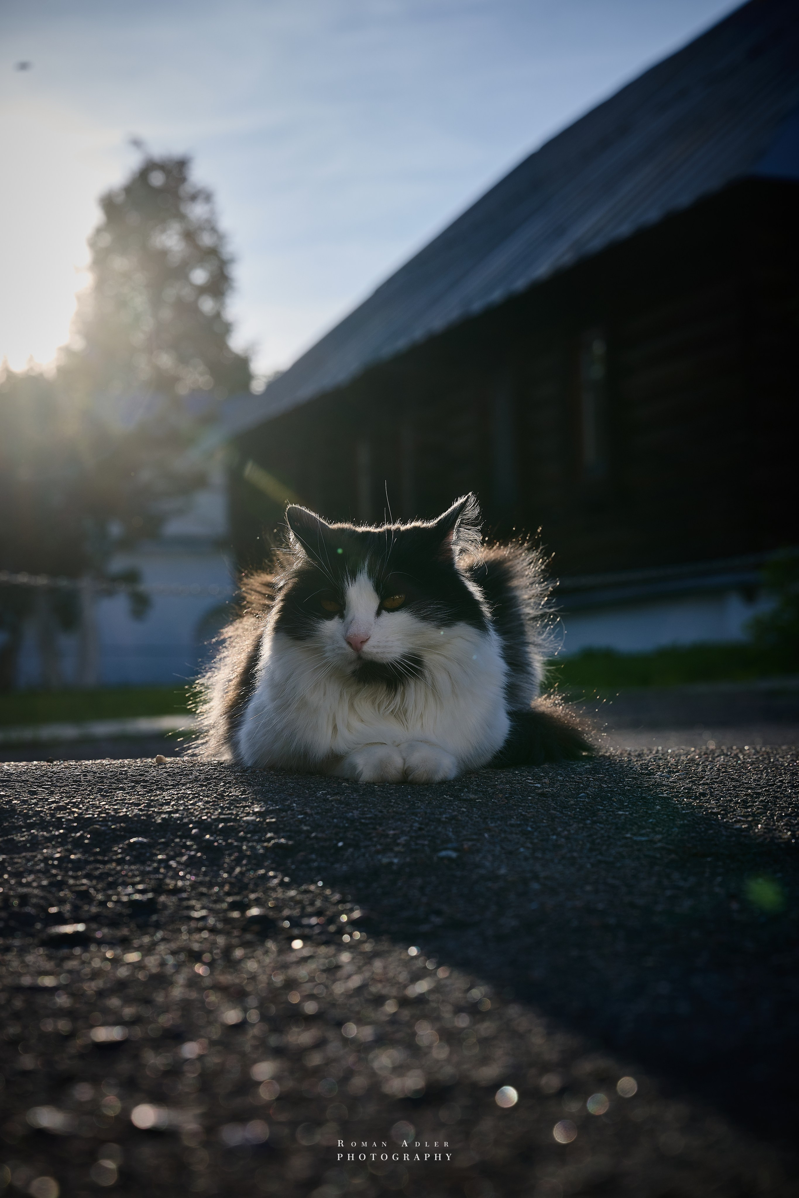 Суздаль. Июнь 2025. Фотограф Роман Адлер