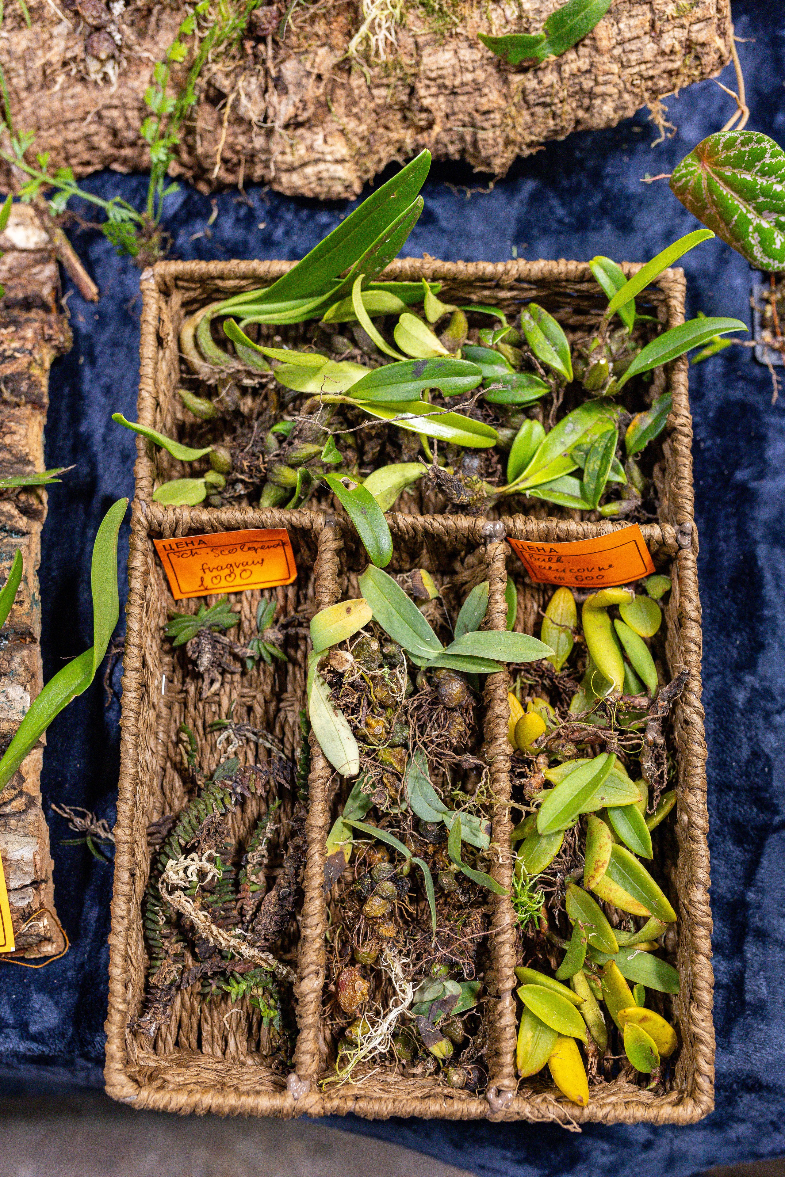 Growbox 5лет. Александра Куликова фотограф, Москва