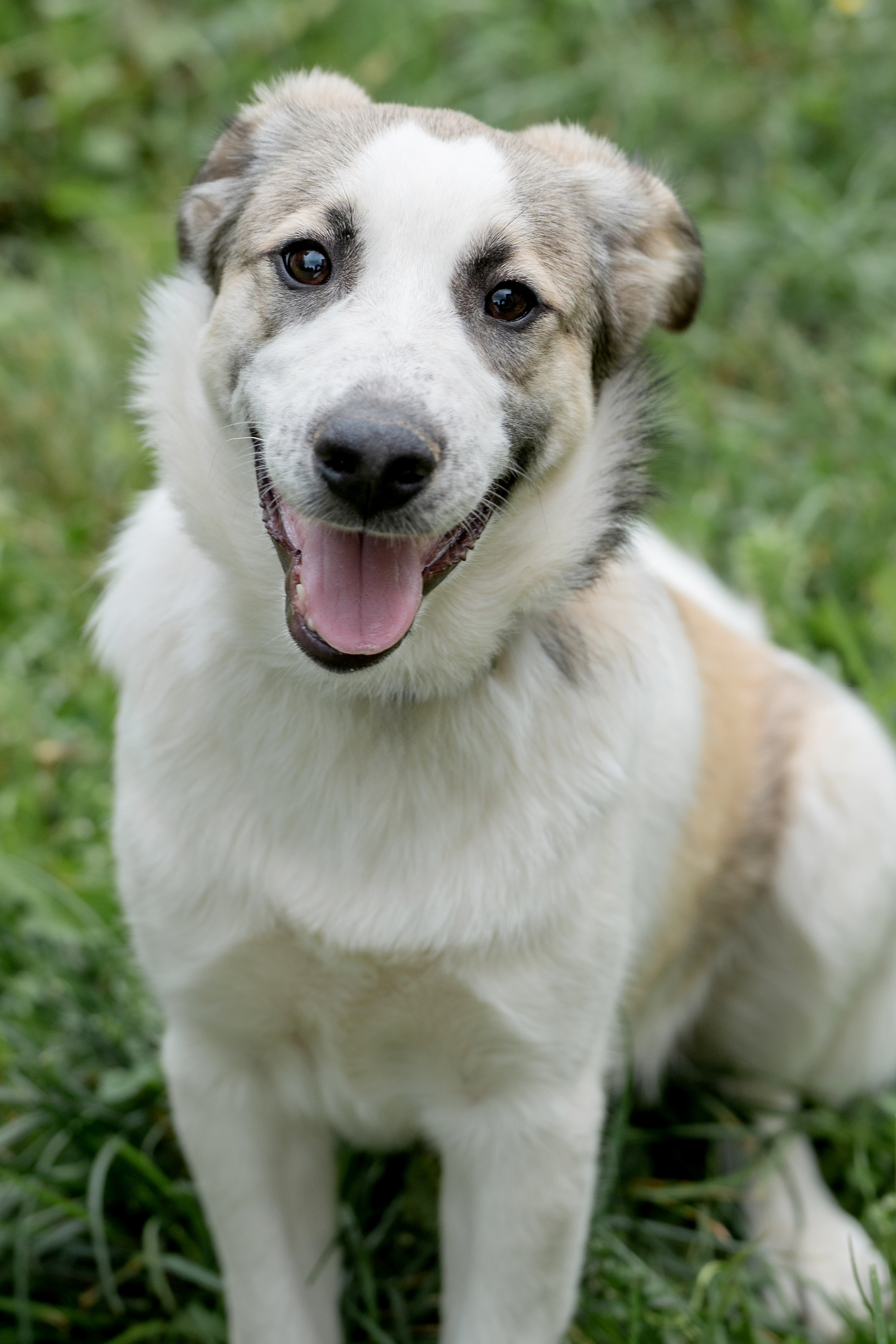 Анимализм. Портретный фотограф Олеся Владимирова в Москве