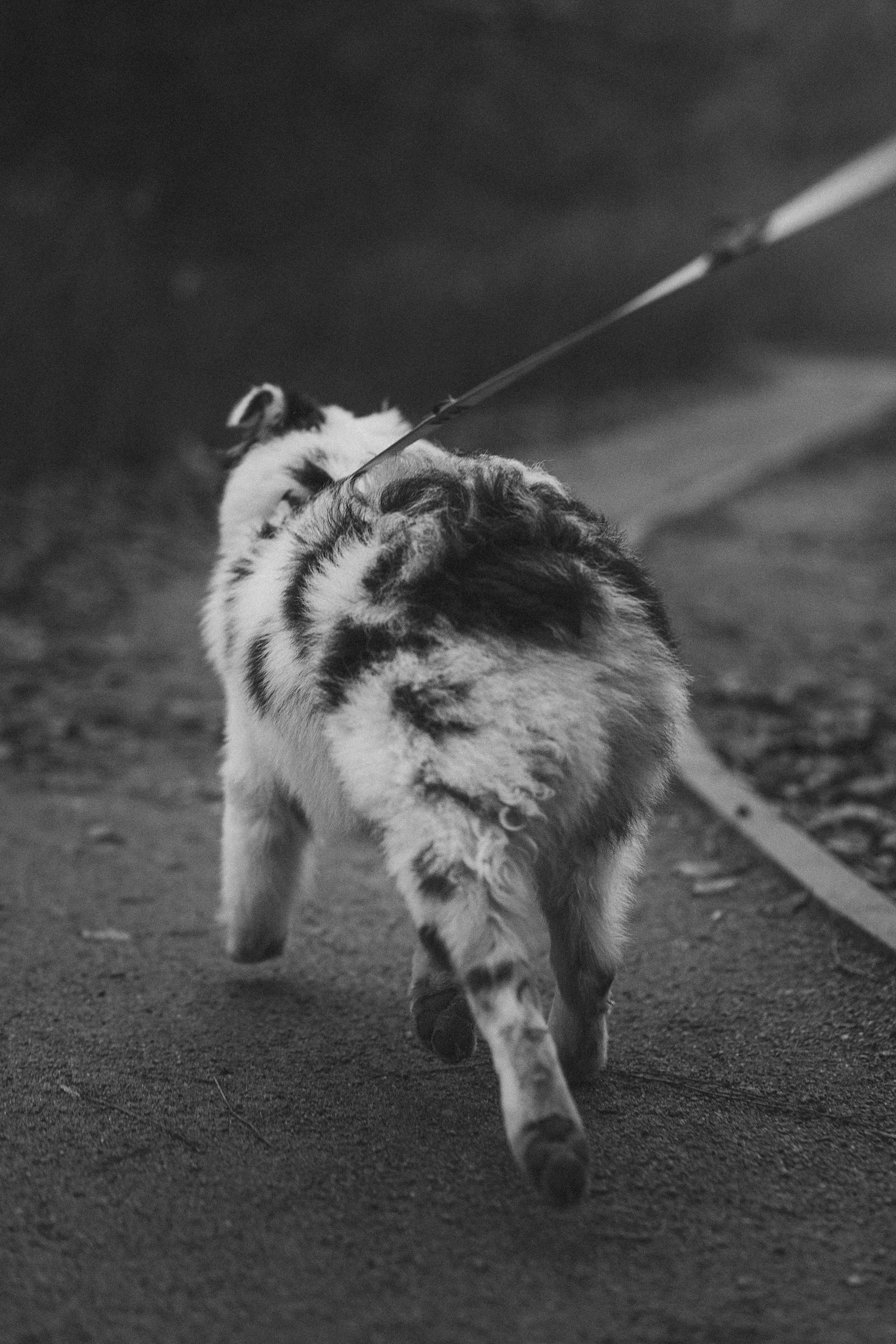 Лиза и Бублик. Фотограф анималист в Москве и Санкт-Петербурге Свиридова Анна