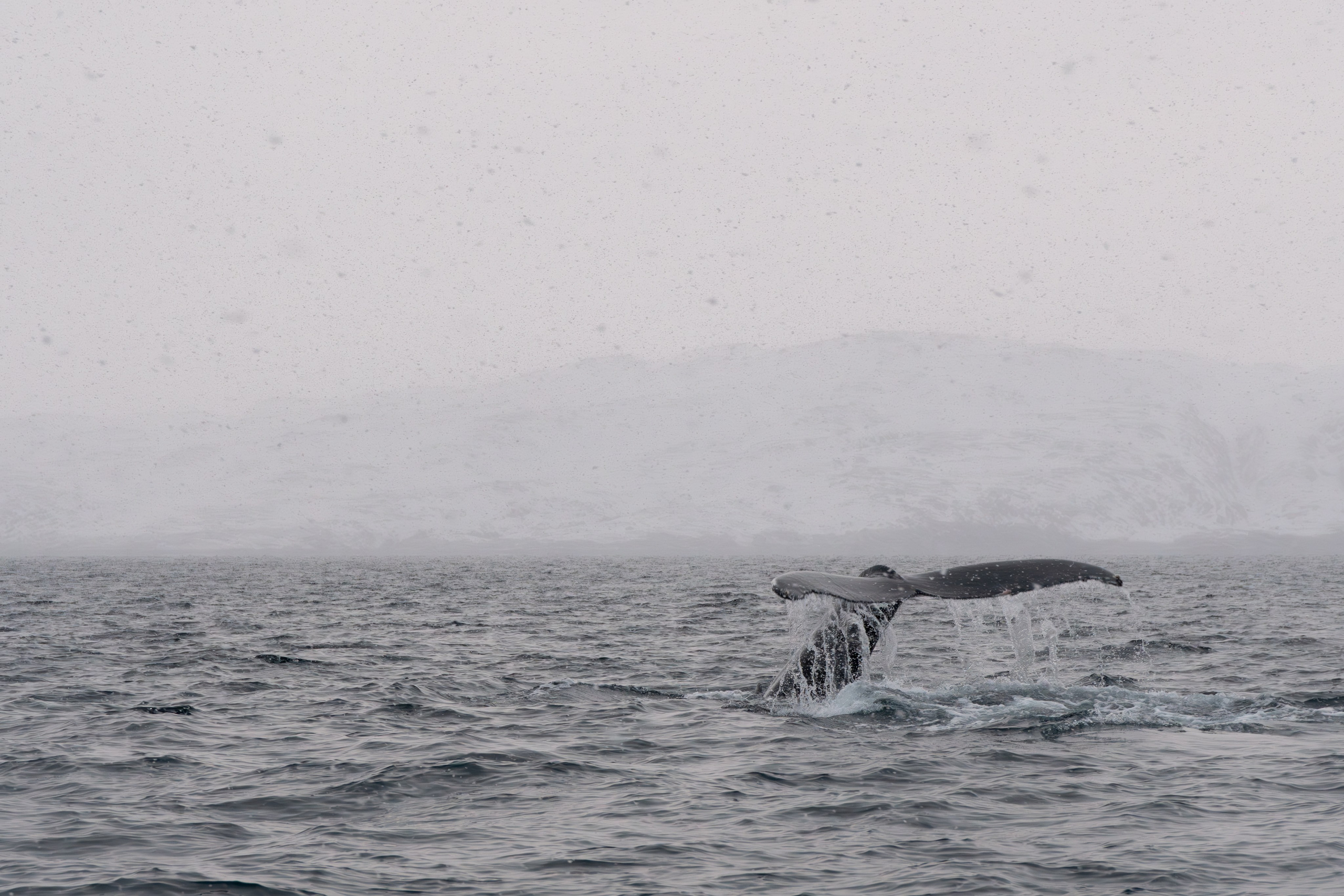 Дикий животный мир. Daria wanderer photography