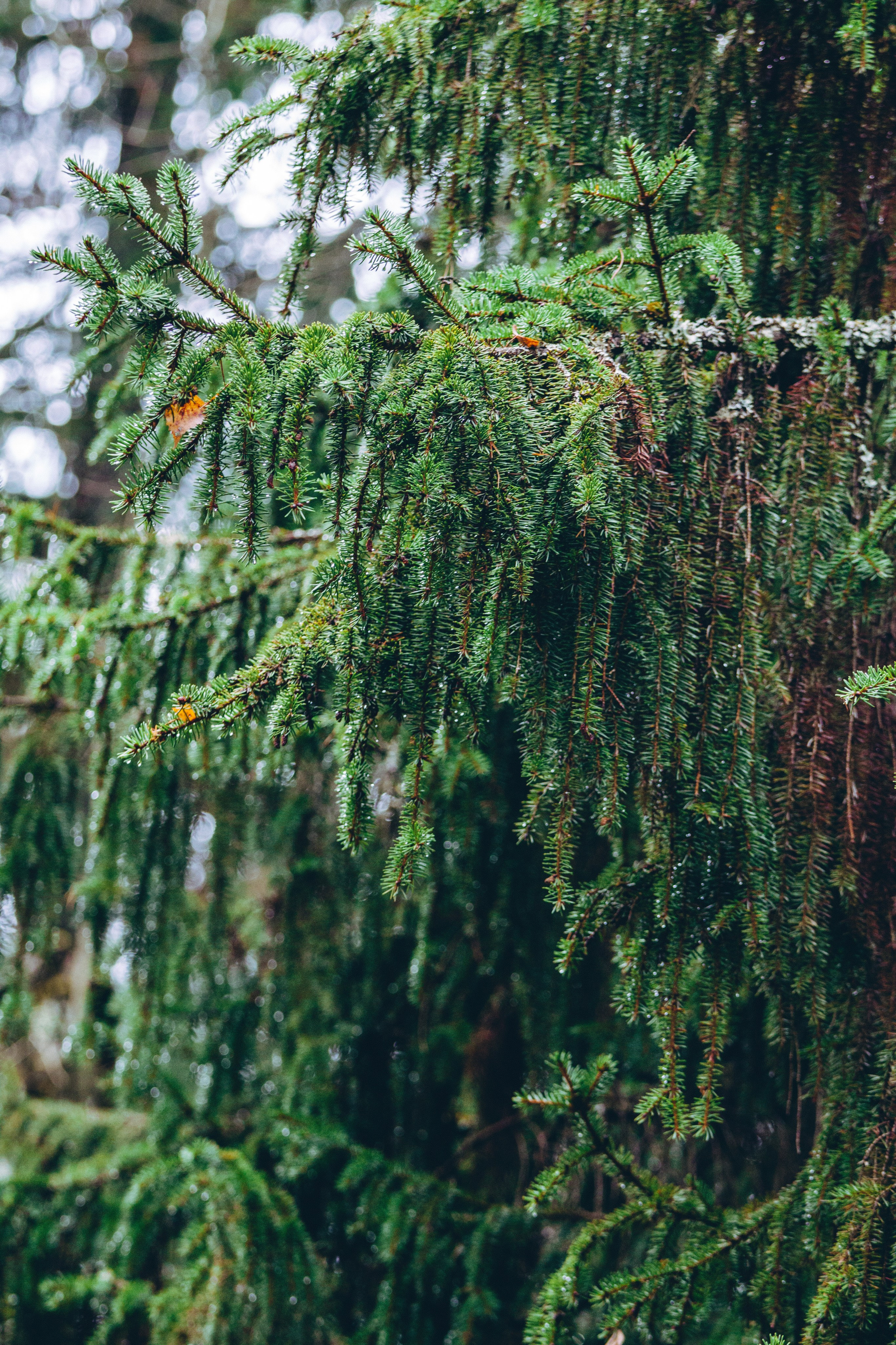 Ноябрь Роща. Дария Галямова — фотограф: открытый, творческий, коммерческий