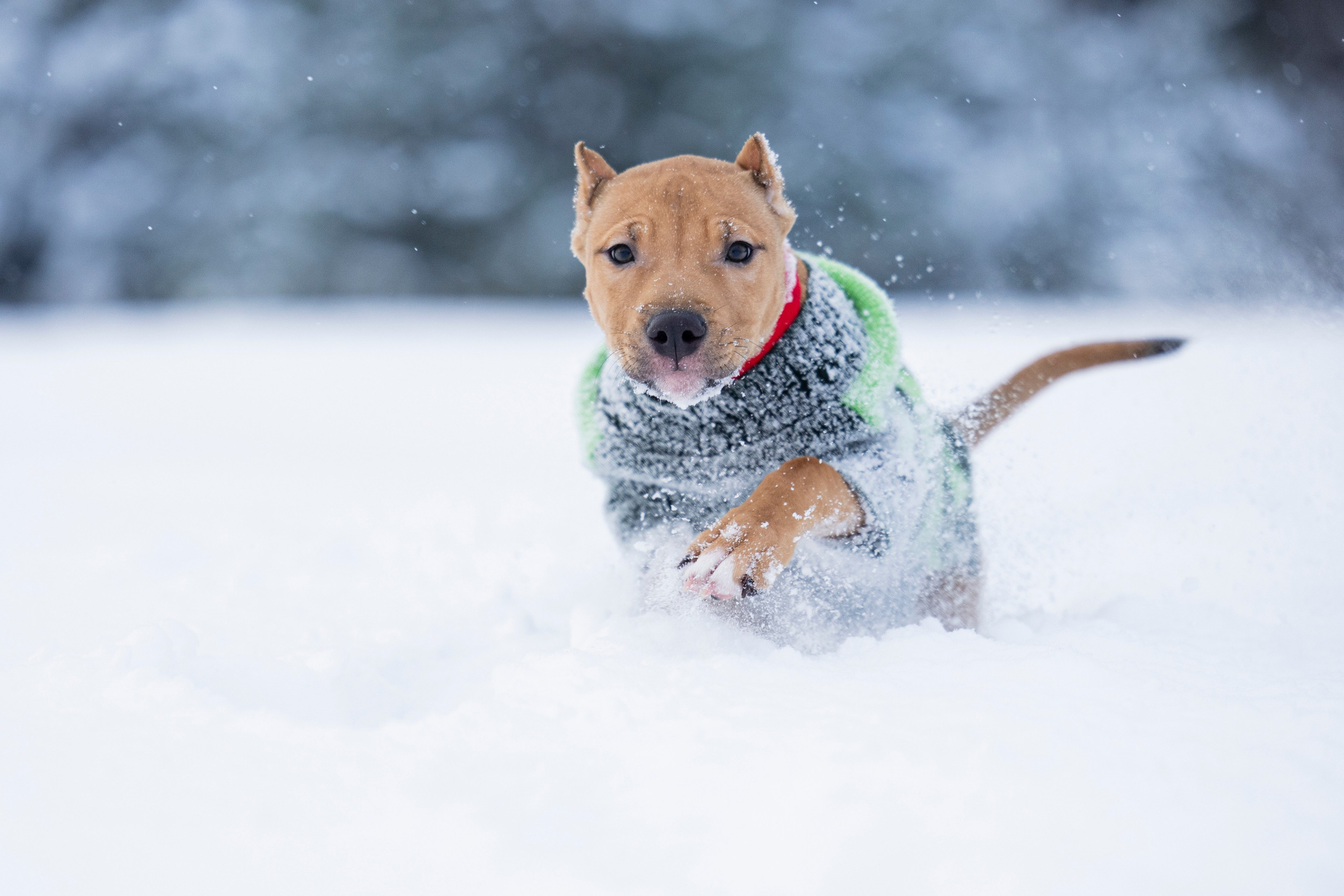 Миура. Фотограф-анималист Анна Маринич