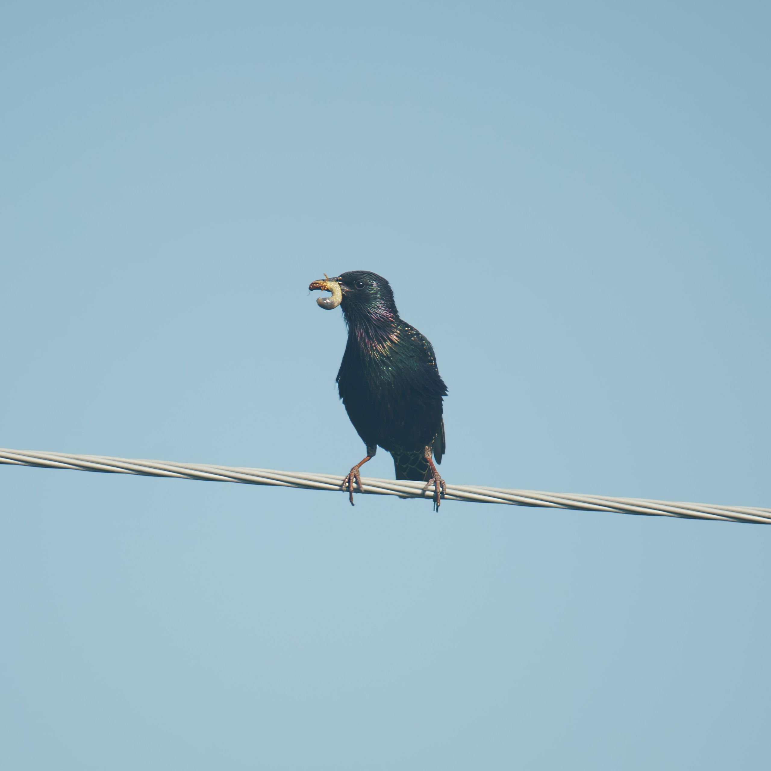 Animals — Животные