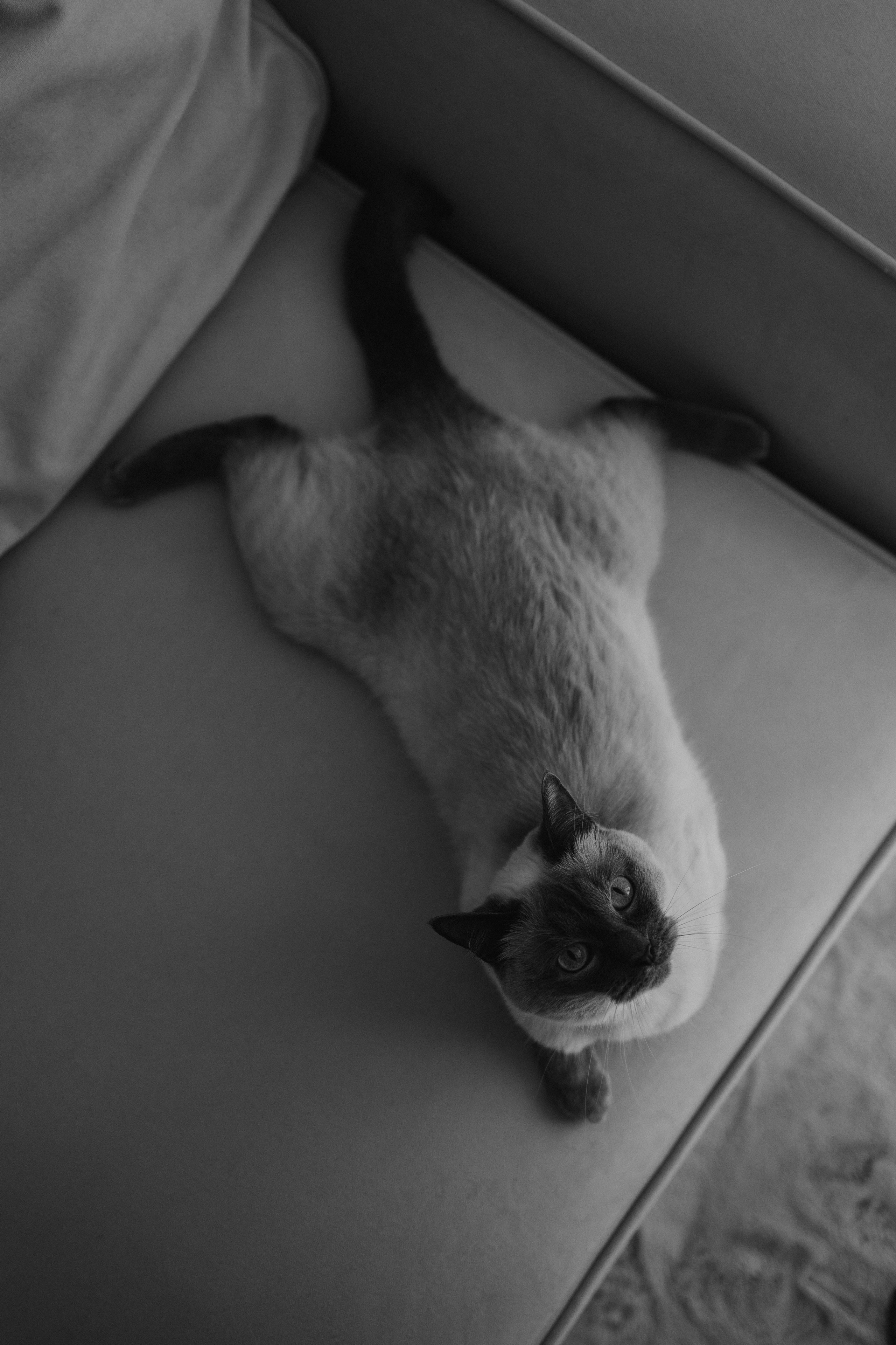 Бэлла, Деми и Луна. Фотораф — анималист Мария Шистка