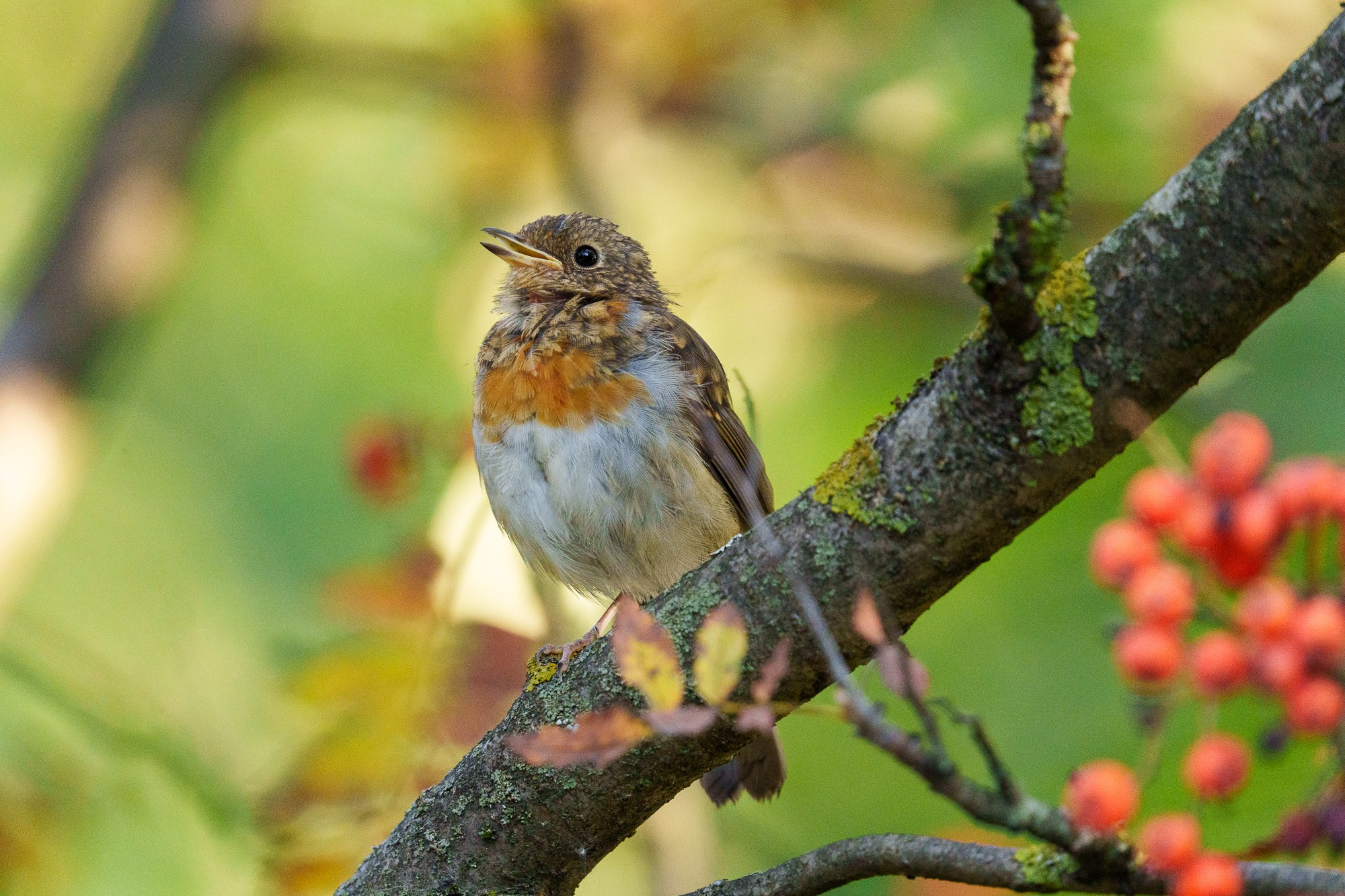 Удивительные мир птиц. Вокруг нас столько прекрасного — присмотритесь!. Ваш личный фотограф Марина Волкова