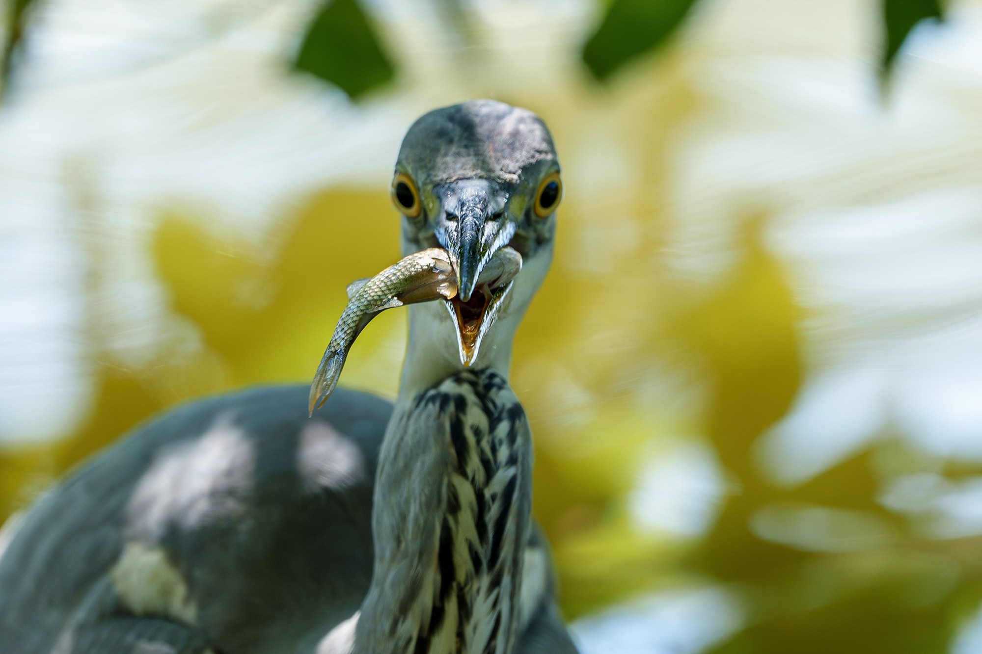 Удивительные мир птиц. Вокруг нас столько прекрасного — присмотритесь!. Ваш личный фотограф Марина Волкова