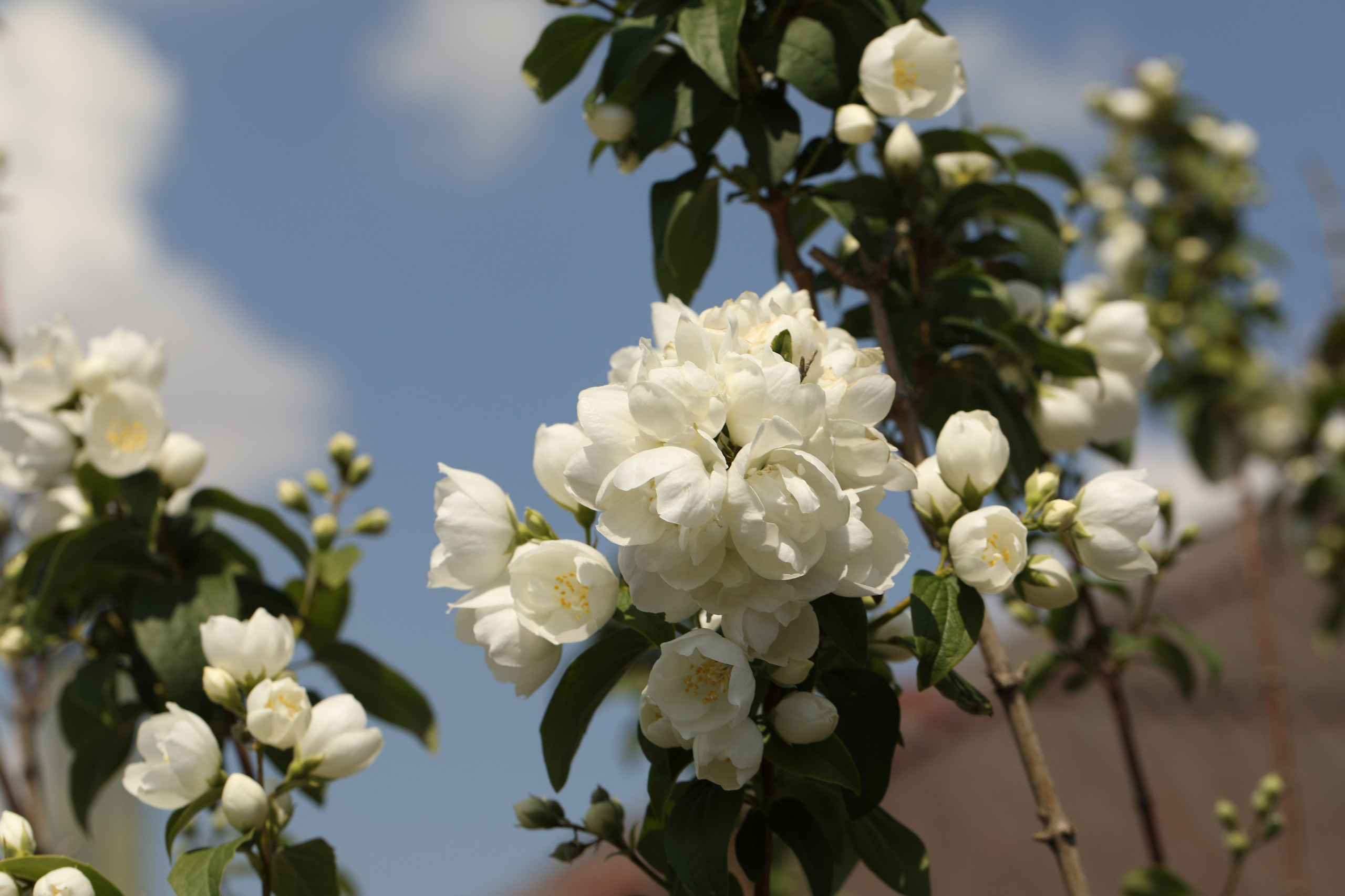 Цветы моего города. Фото-художник и Репортажный фотограф Николаев Александр Алексеевич
