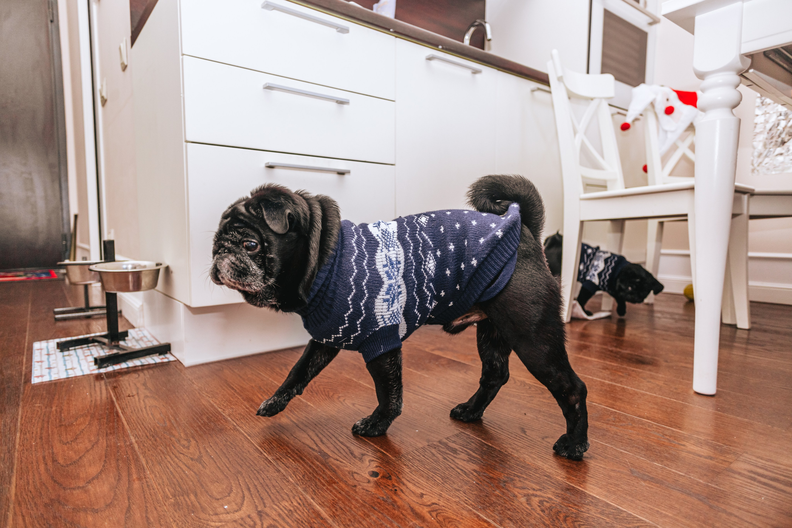 Домашняя фотосессия Оли и двух ее мопсов. Фотограф-анималист Татьяна Степанова