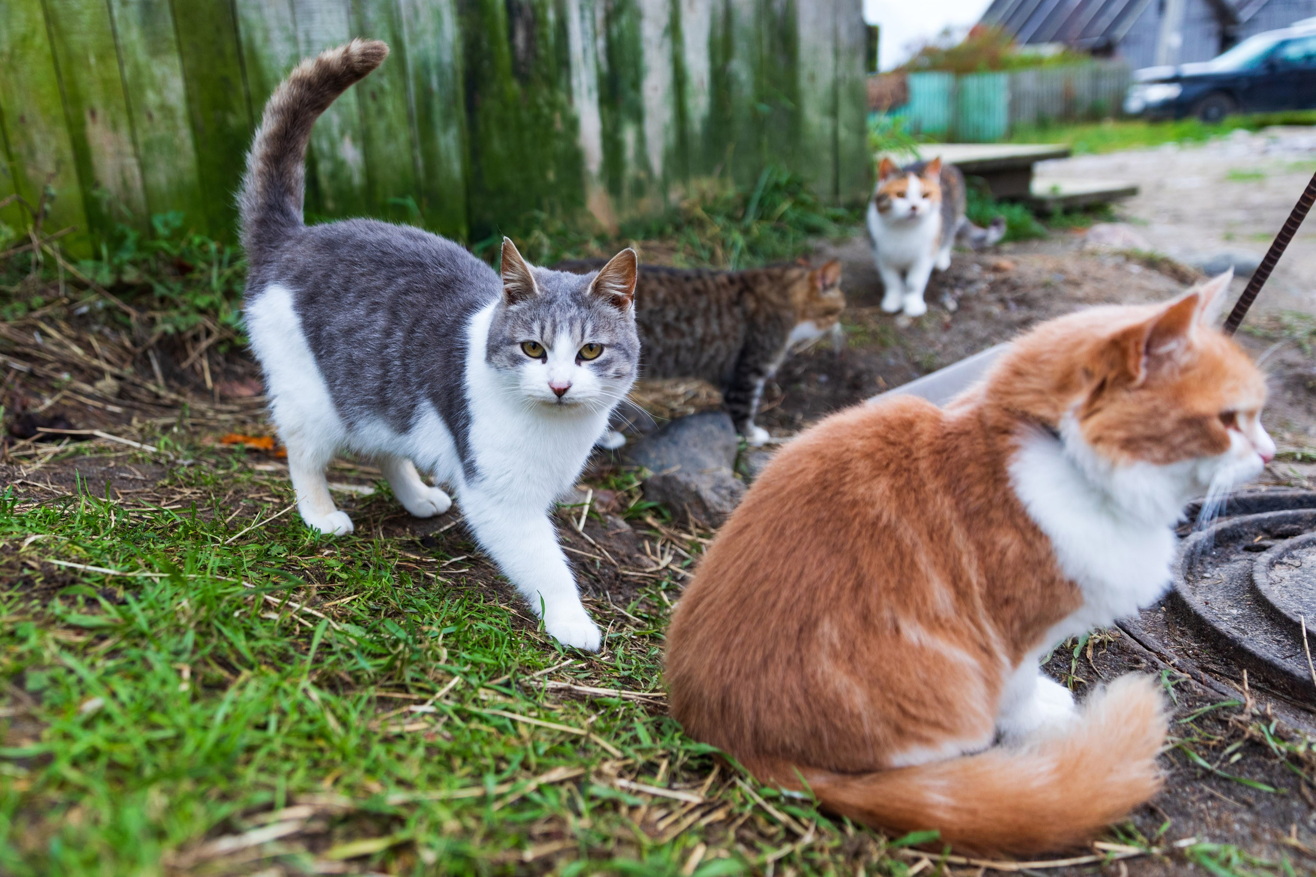 Большое путешествие в Карелию на машине. Марина Захарова — Фотограф. Москва / Marina Zakharova — Photographer