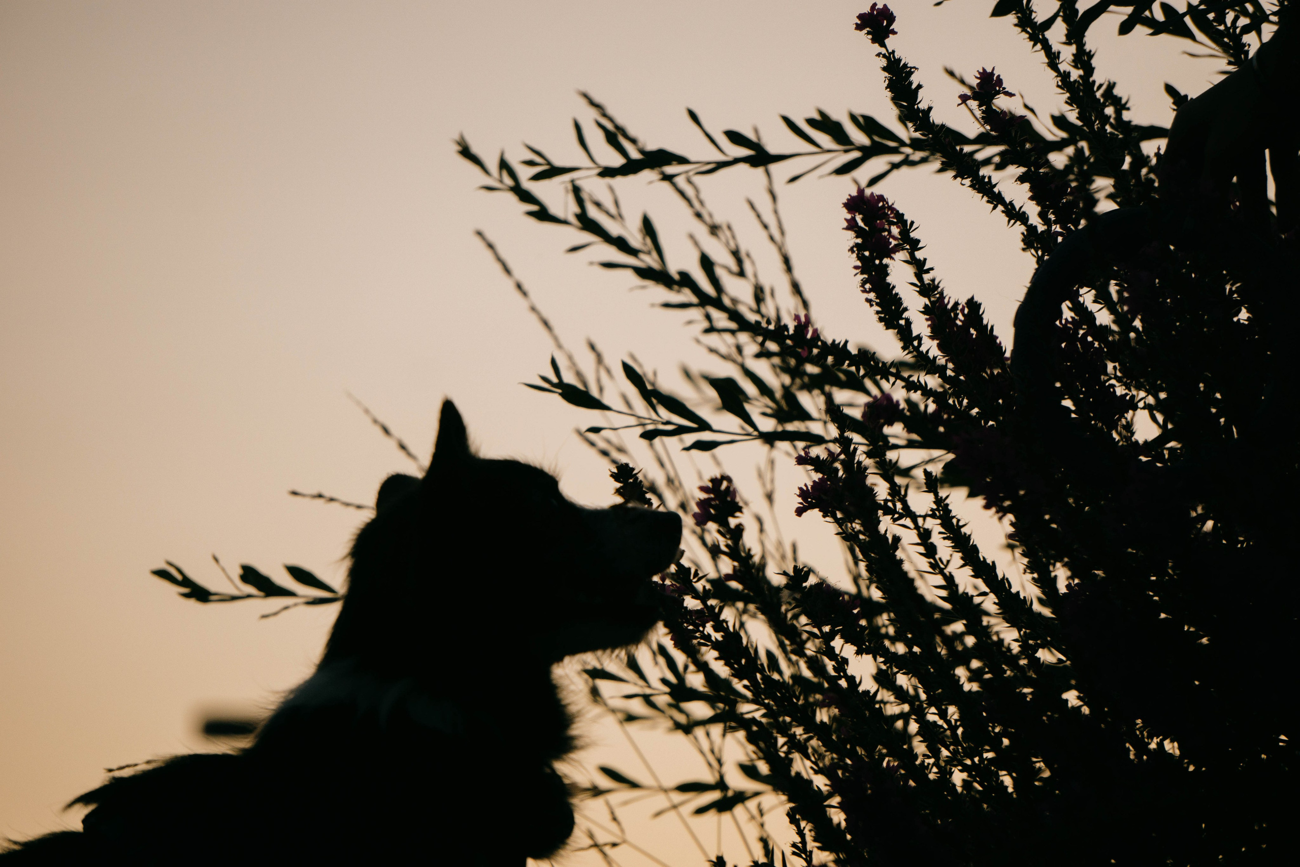Даша и Тюбик. Фотограф-анималист Ксения Воробьева, Москва
