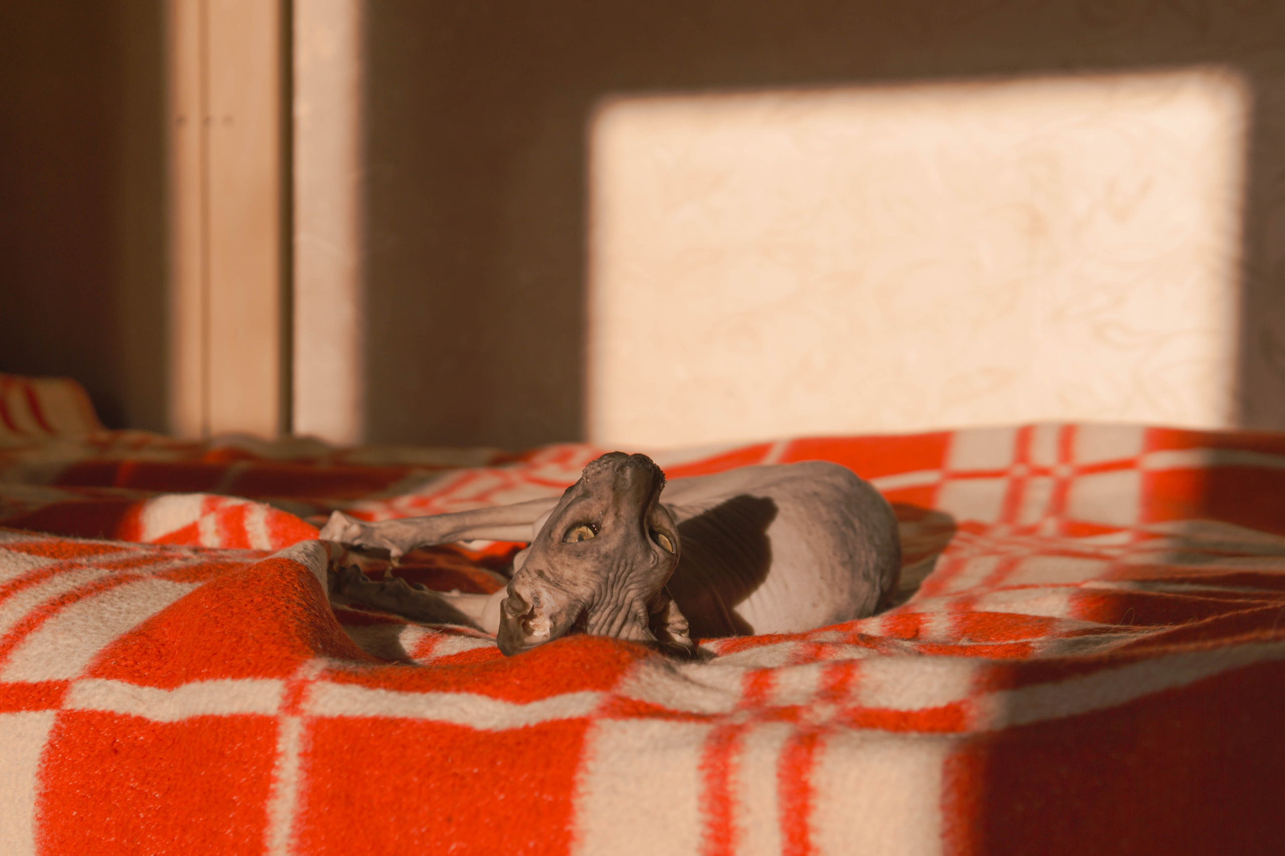 Бандит. Фотограф-анималист Ксения Воробьева, Москва