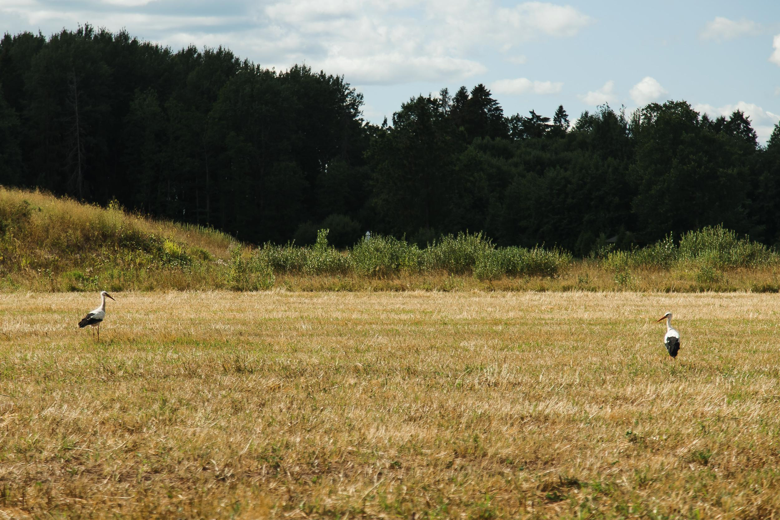 Свадьба Артема и Анны — Софийская усадьба