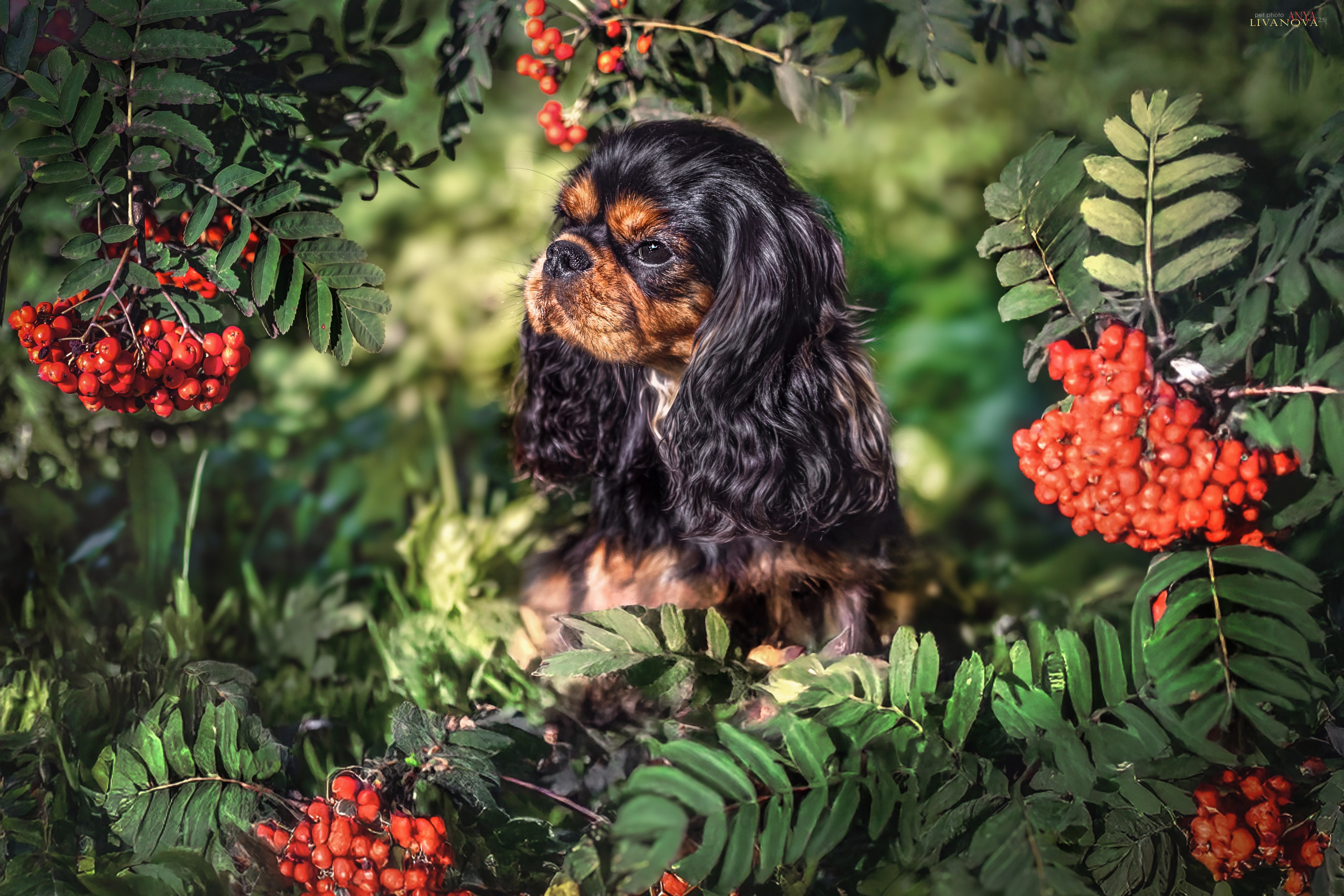 Кавалерчики. Фотограф анималист Аня Ливанова | Рыбинск