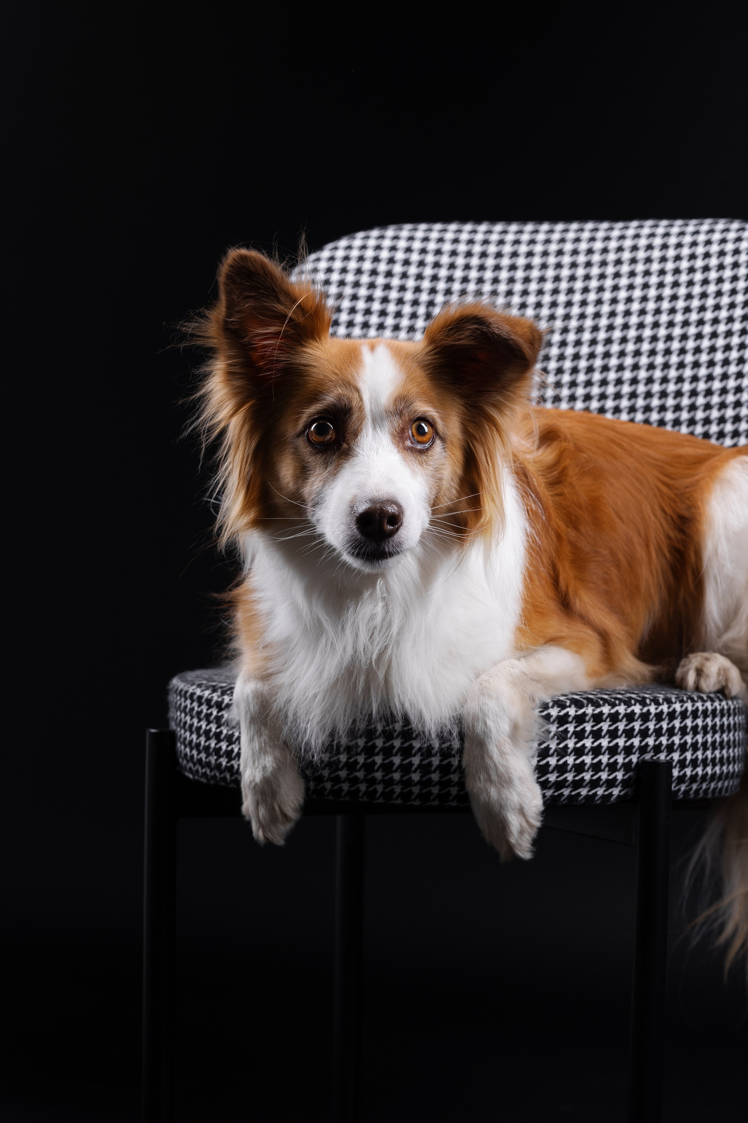 Фотосъемка собак в студии. Фотограф анималист в Москве Майорова Евгения