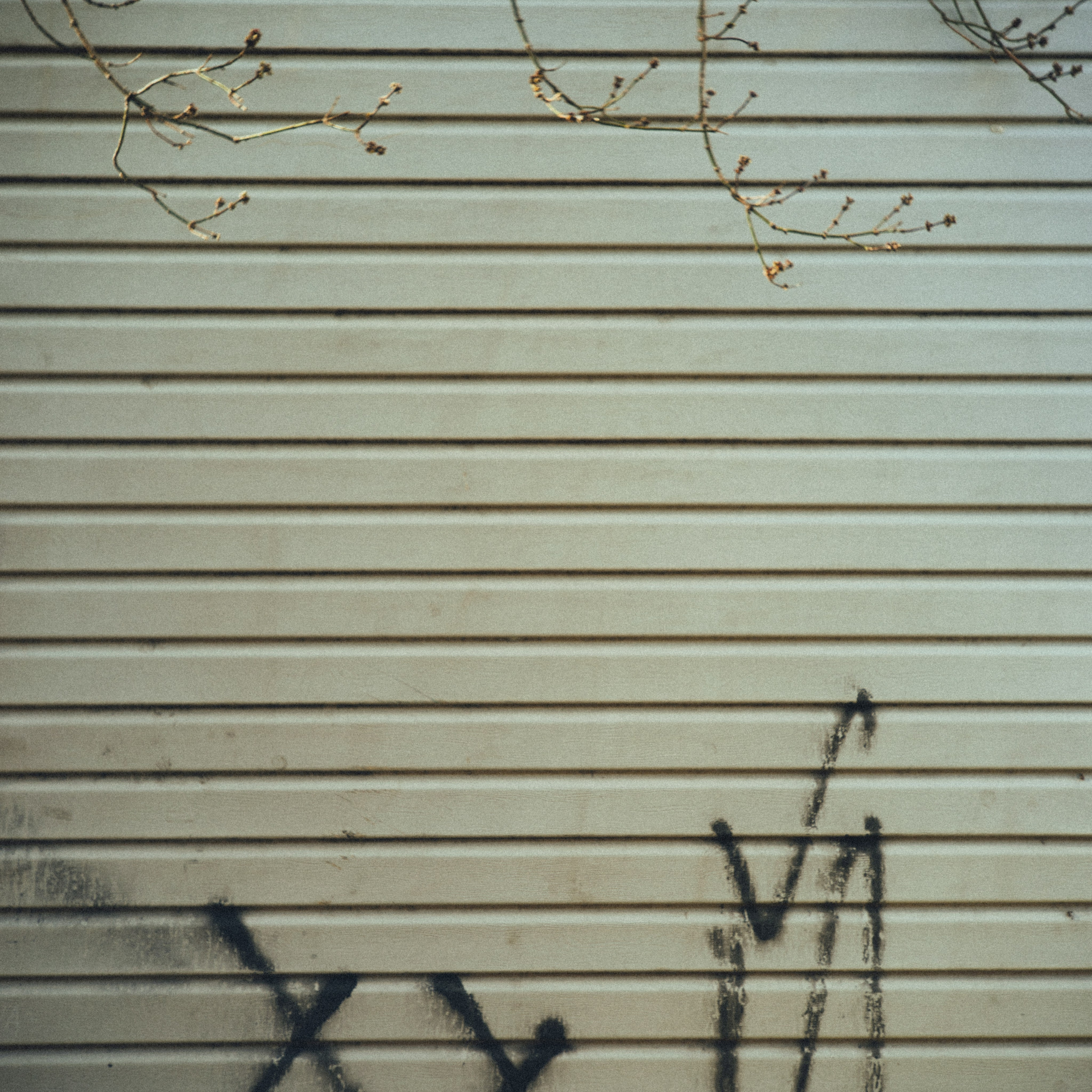 Daily. VISUAL ARTIST · KRONGAUZ ANASTASIA