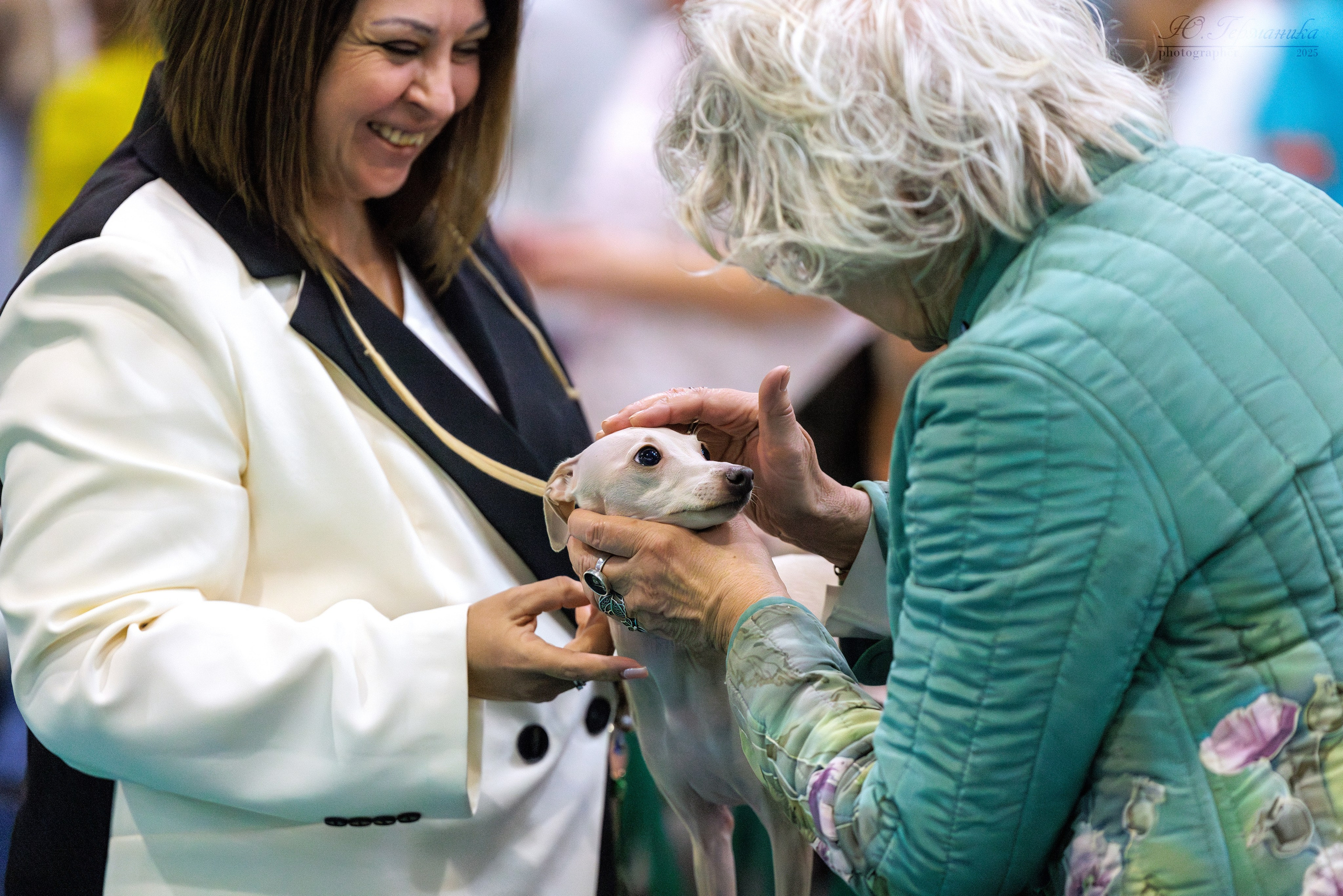 Питер ротвейлеры 18.01,Крокус 19.01.2025. Фотограф-анималист Юлия Германика