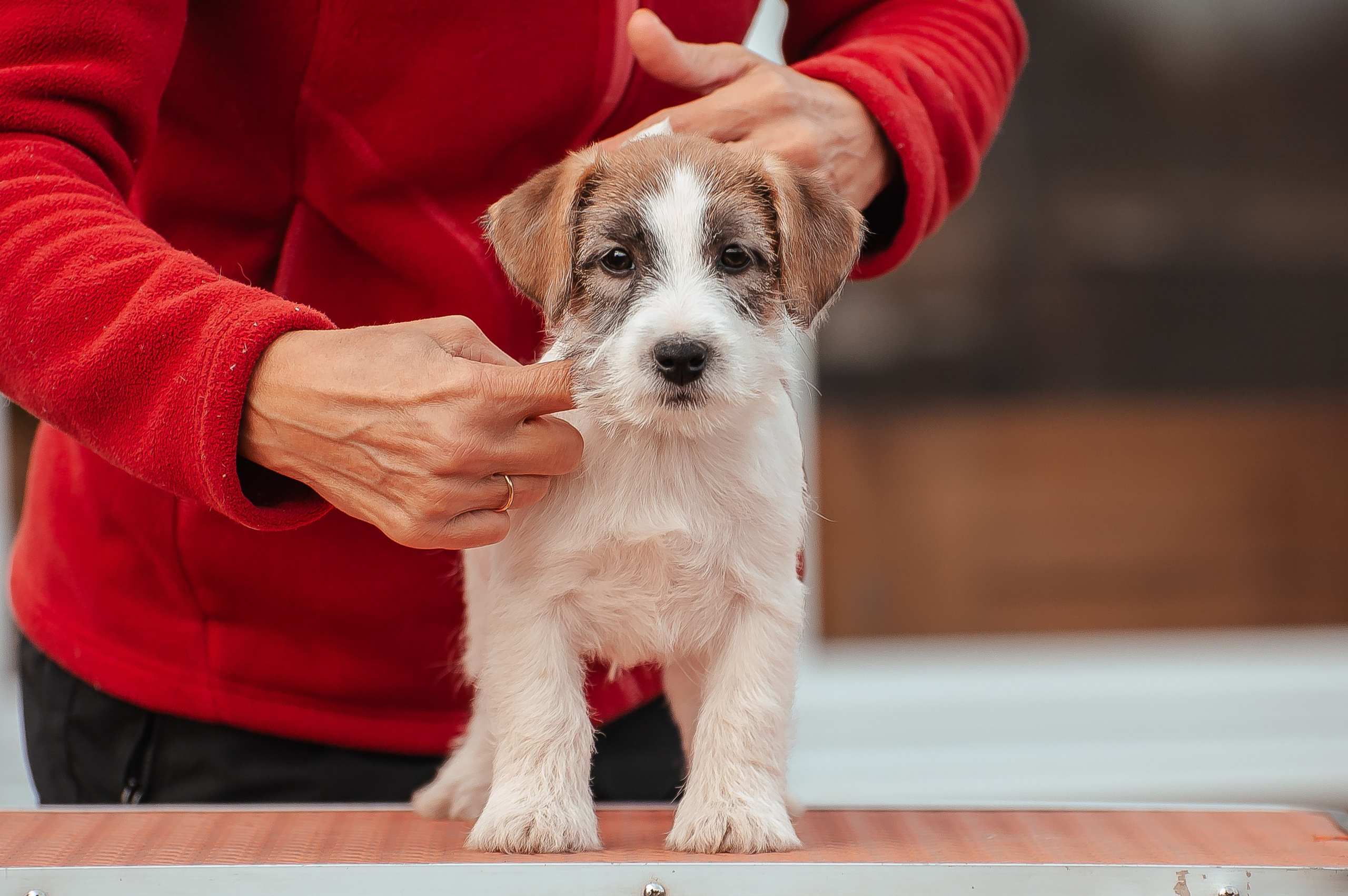 Щенок кобель ДРТ. КАНЕ МАЭСТРО — питомник Джек рассел терьеров