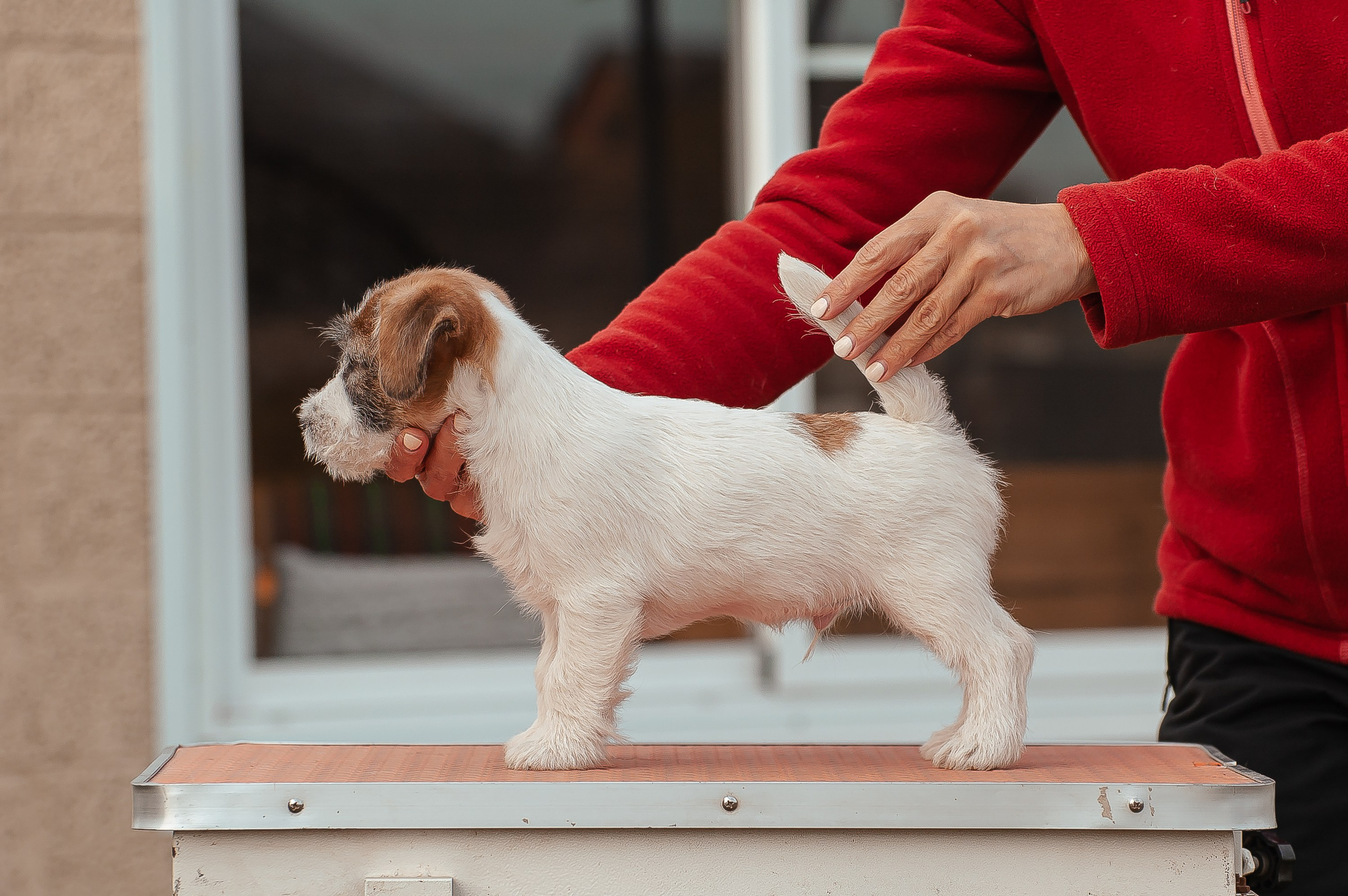 Щенок кобель ДРТ. КАНЕ МАЭСТРО — питомник Джек рассел терьеров
