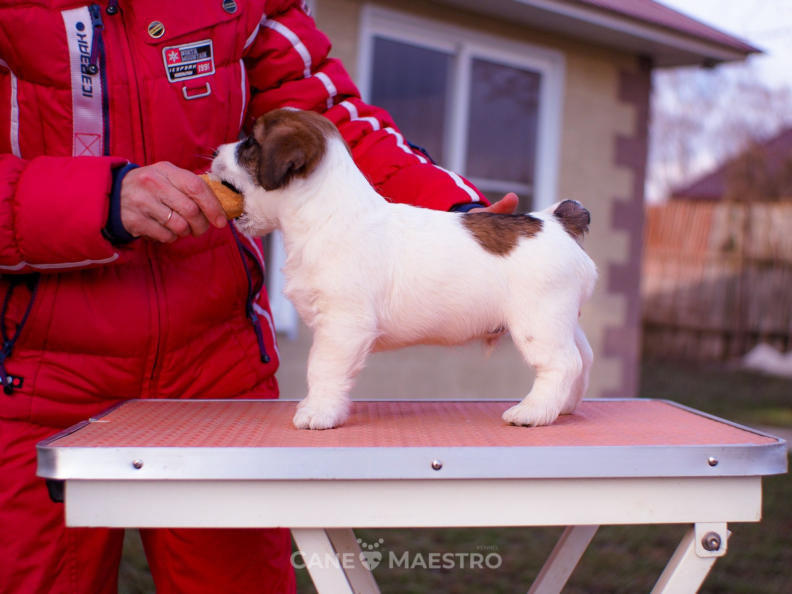 Мальчик 2. Кобель бело-рыжий. Джек рассел терьер щенок. КАНЕ МАЭСТРО — питомник Джек рассел терьеров