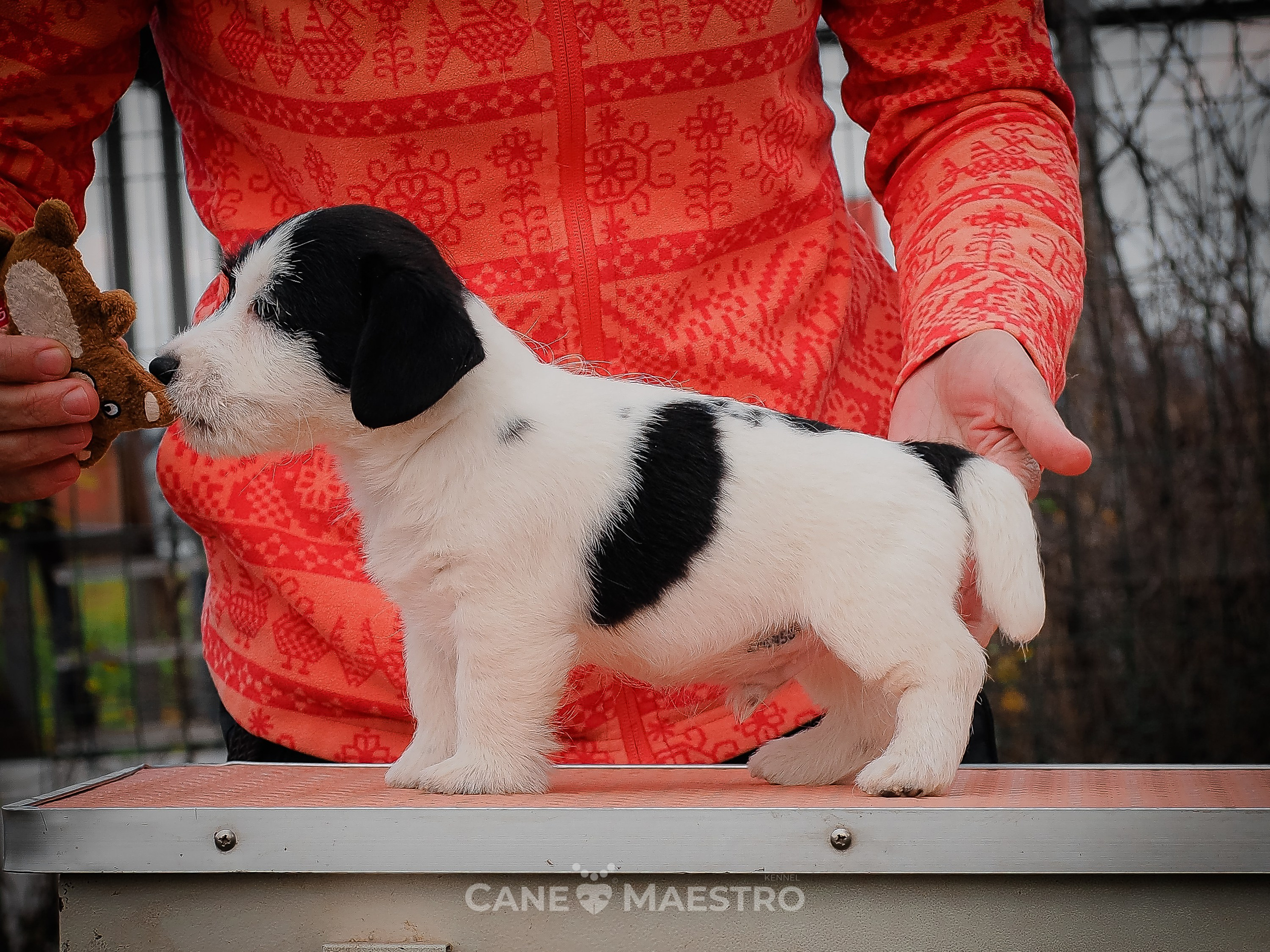 КОБ_Z_2_BLACK_27_08_2025. КАНЕ МАЭСТРО — питомник Джек рассел терьеров