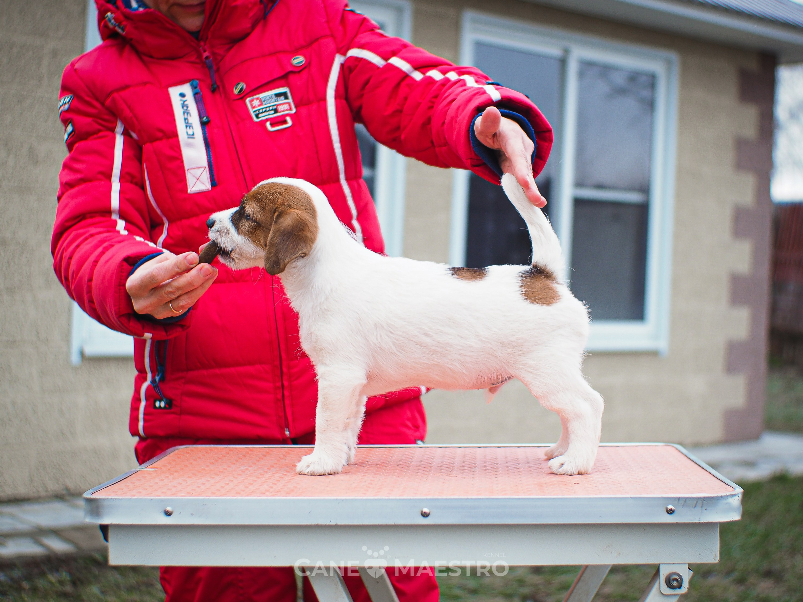 3КОБЛ_СНЕГОВИК. CANE MAESTRO — kennel Jack Russell Terrier