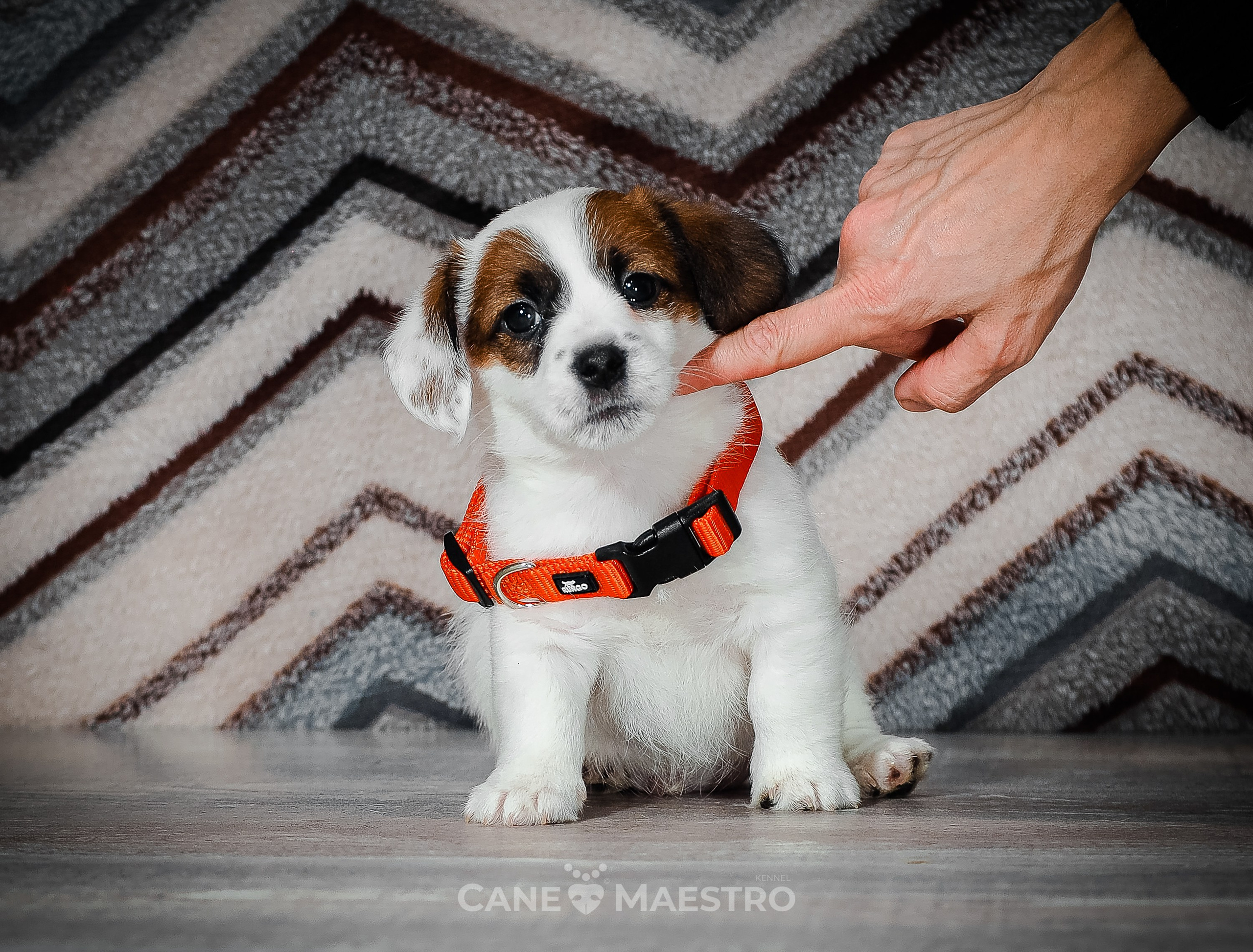 1КОБЛ_МОНОКЛЬ_Ц_ЛИТТЕР. CANE MAESTRO — kennel Jack Russell Terrier
