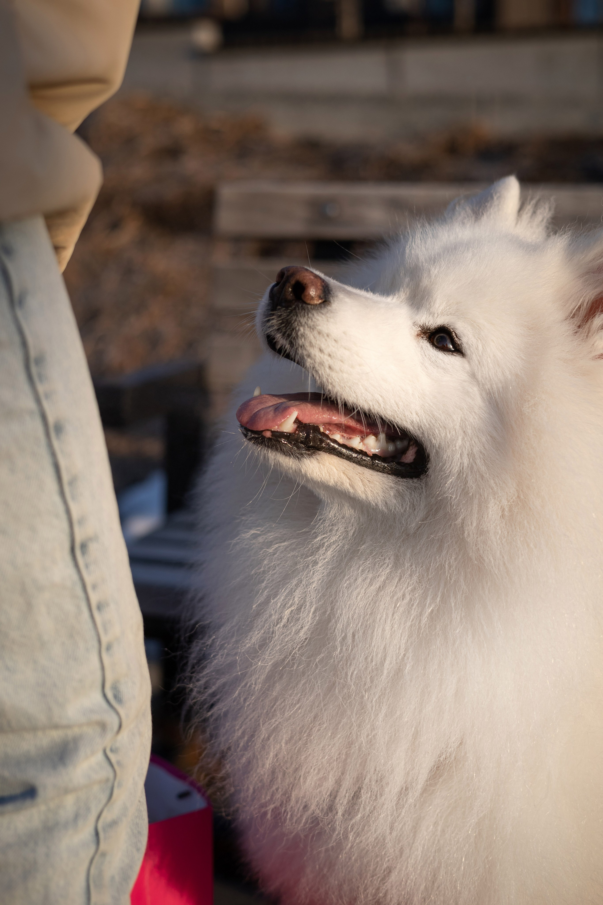 Полина и Вирчик. Фотограф — анималист Владивосток, Алина
