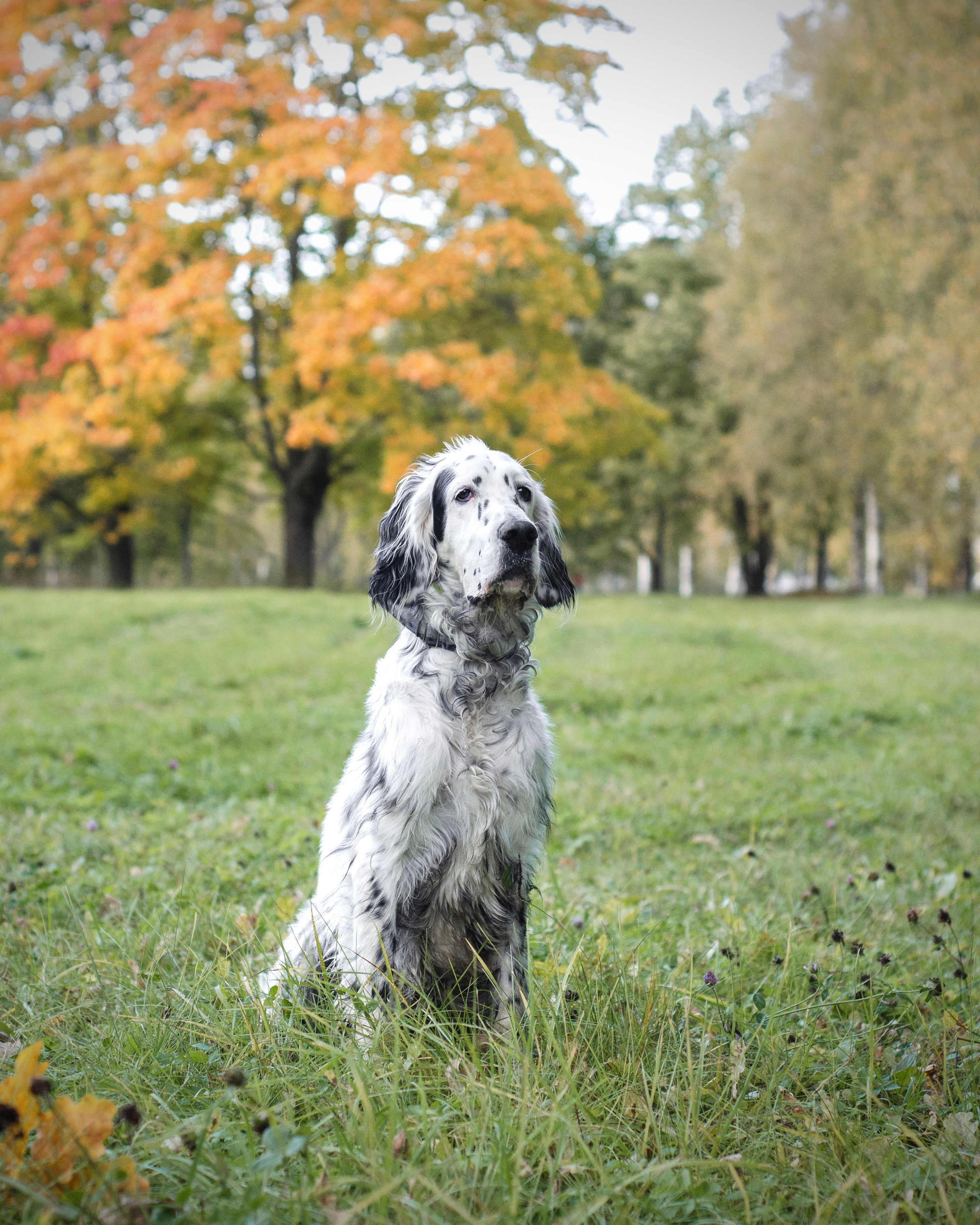 Прогулки с питомцами и без. Фотограф анималист
