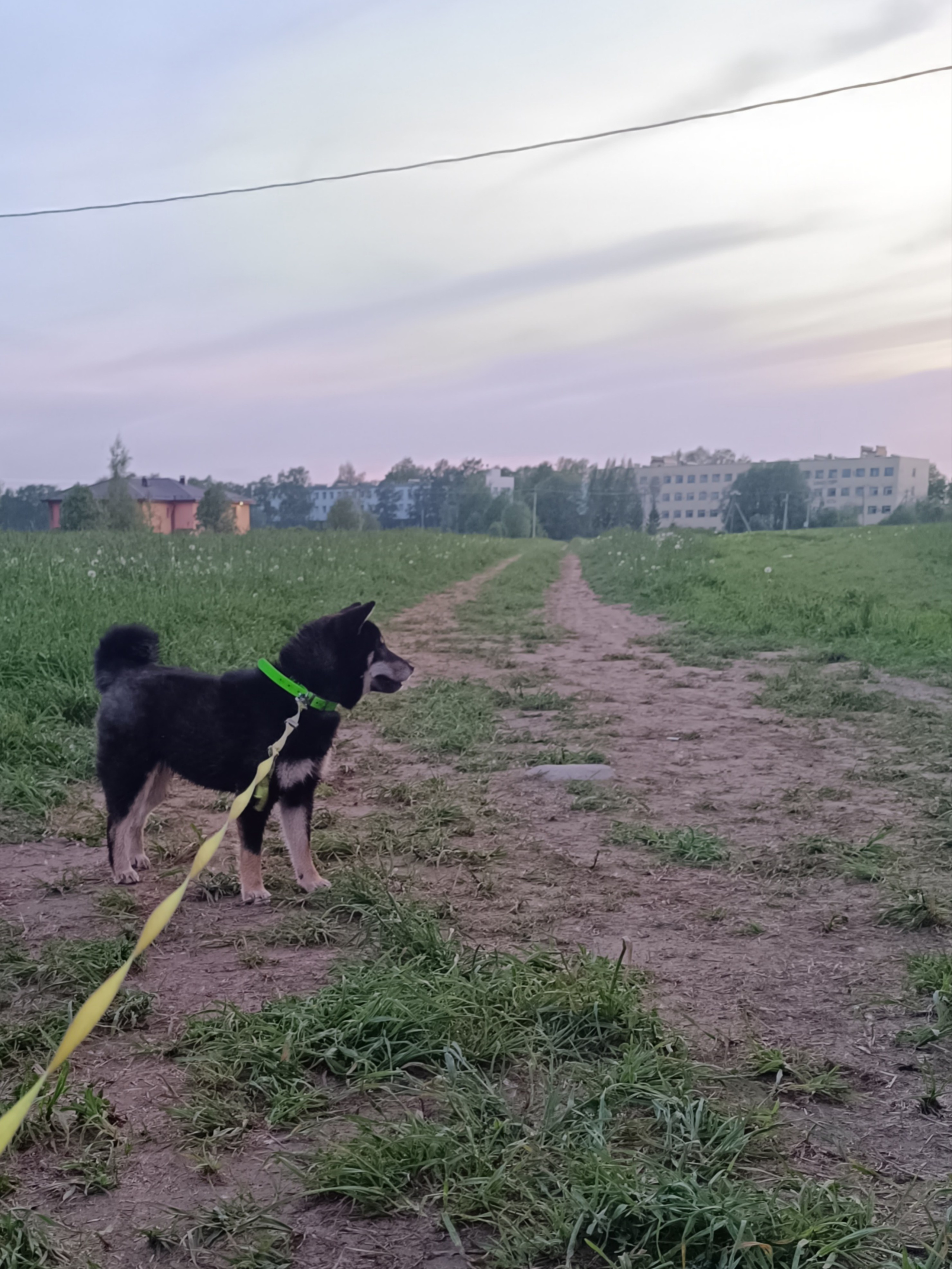 Тáту * Exceligmos Tatsu. Американская акита I Сиба ину I Питомник RUBYLIGHT