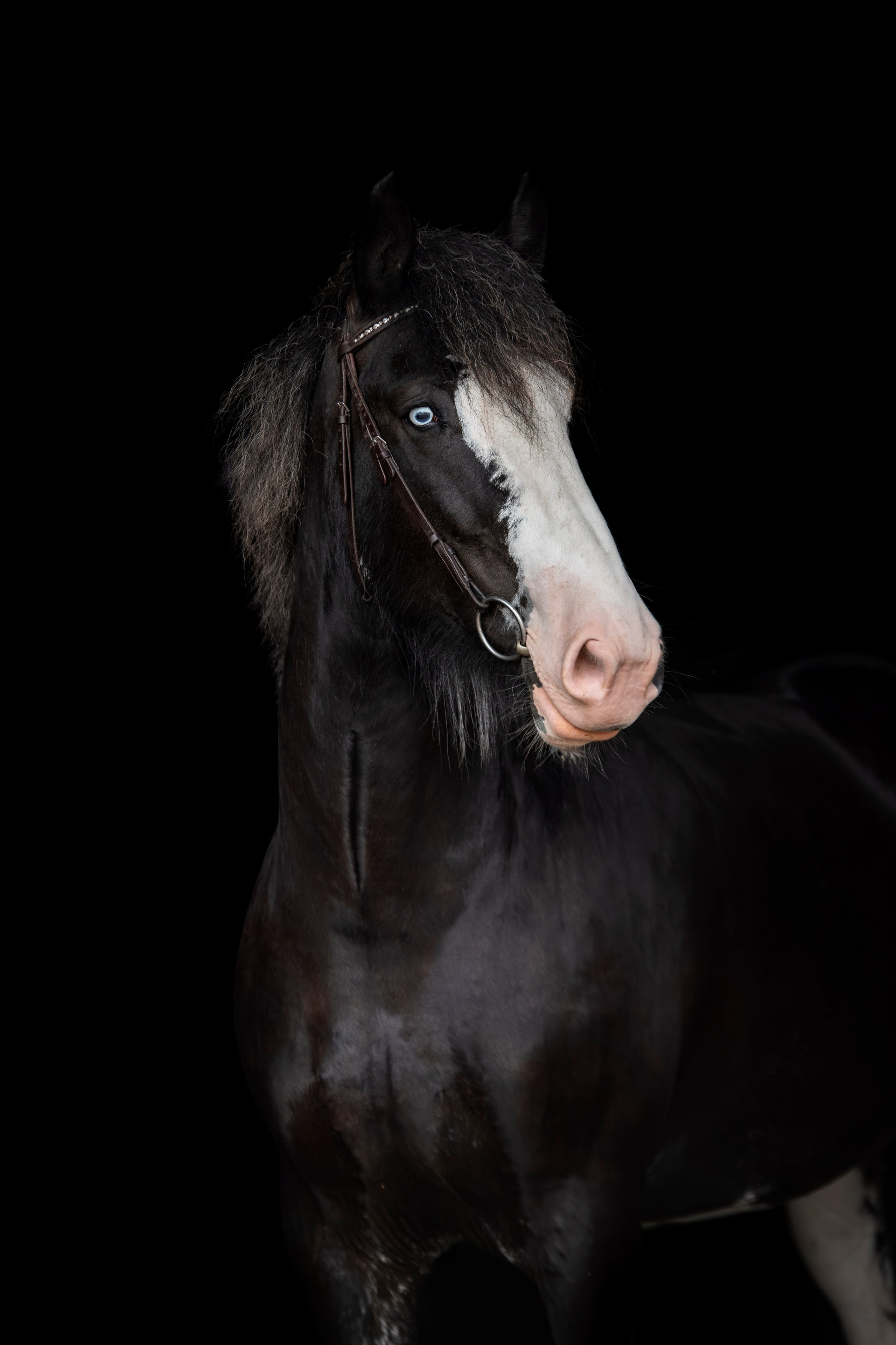 Лошади на свободе, съемка лошадей, экстерьерная съемка, фотосессия