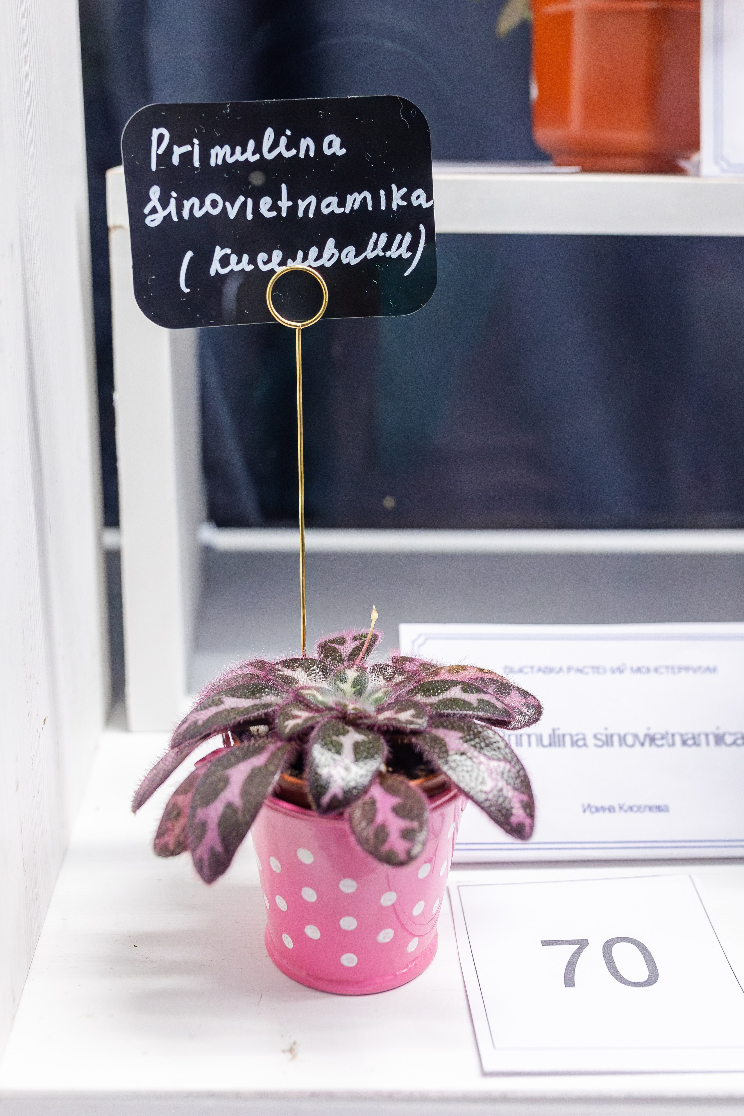 Монстериум апрель 2026. Александра Куликова фотограф, Москва