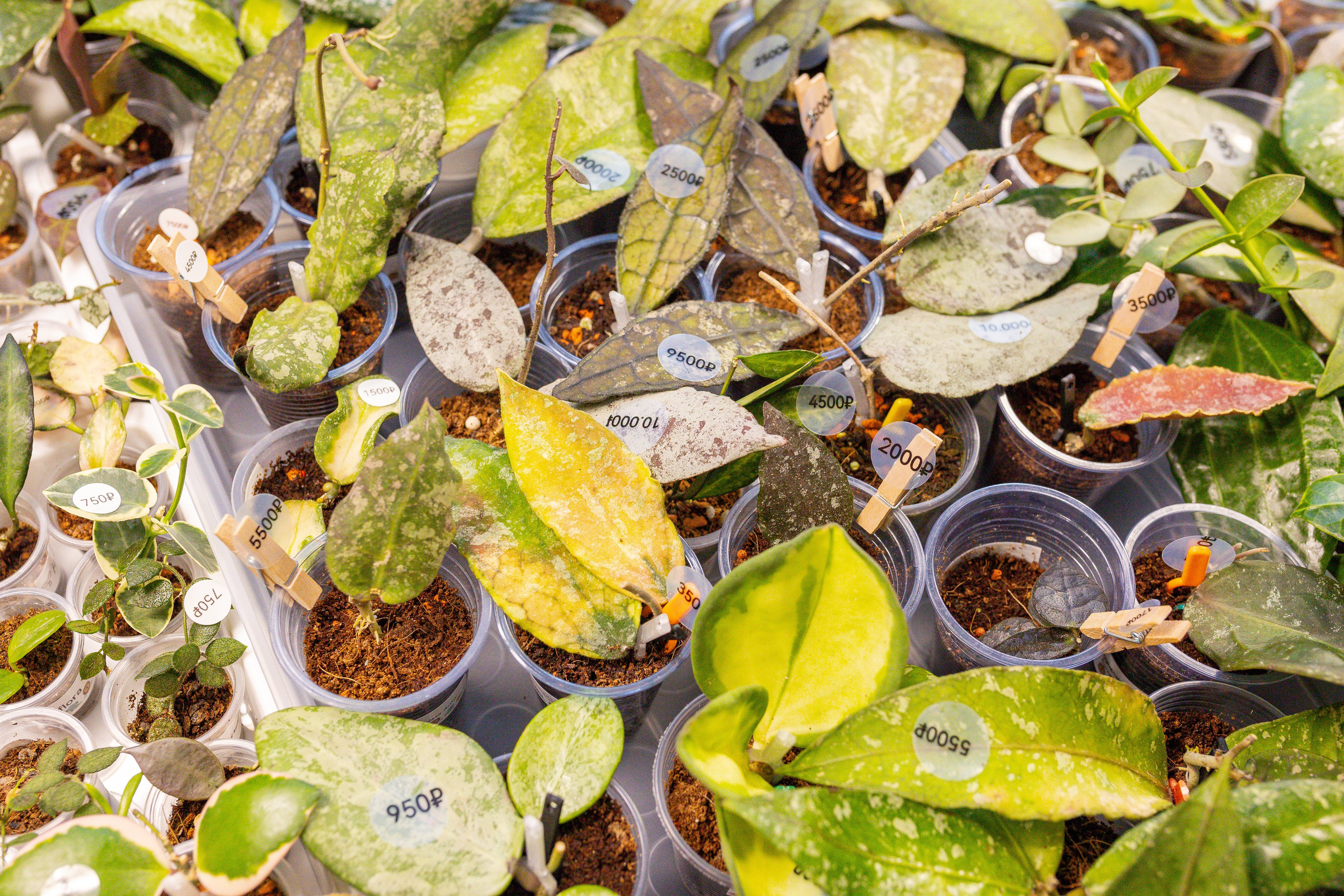 Монстериум 11–12 октября. Александра Куликова фотограф, Москва