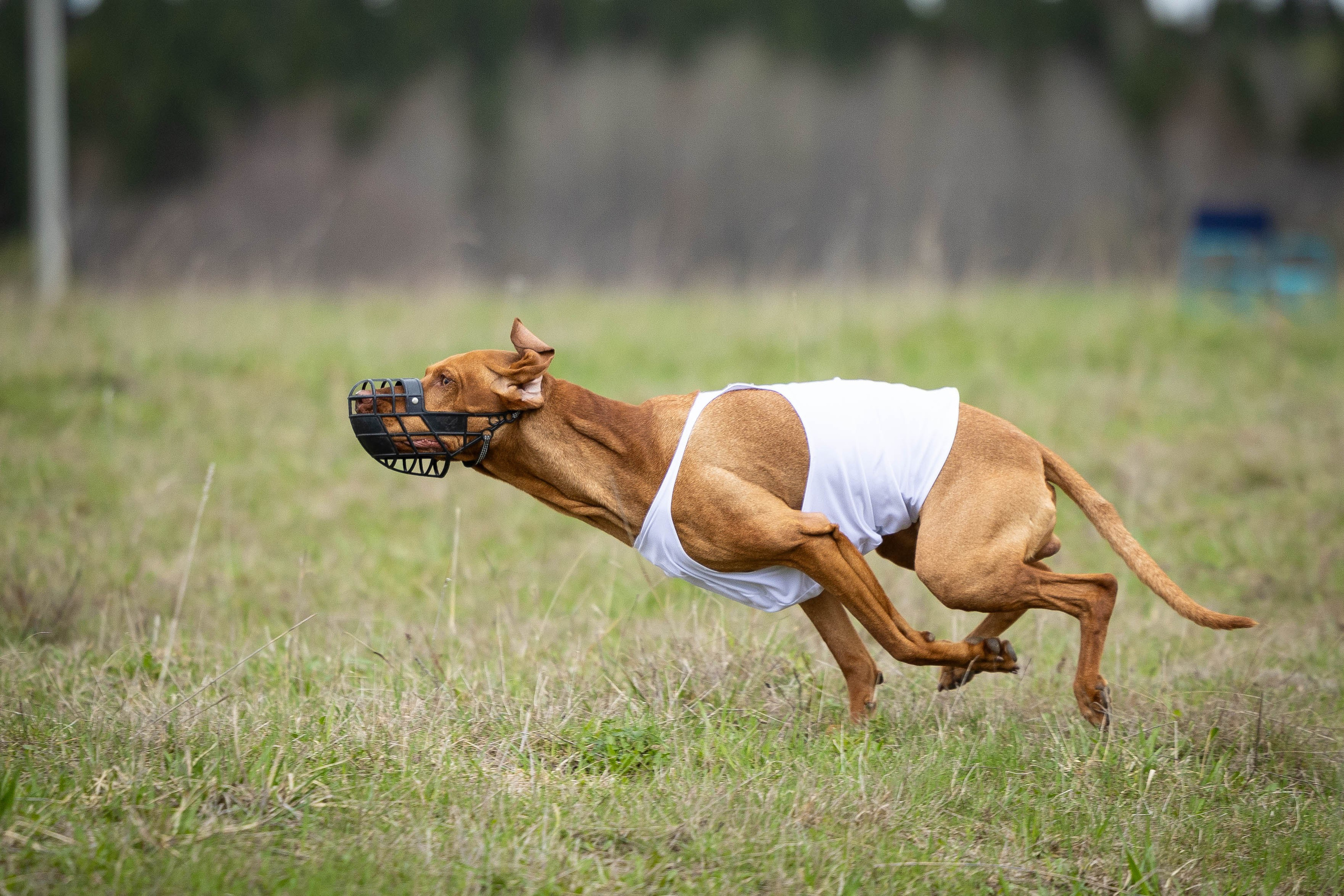 Курсинг. Фотограф Анималист в Перми Анастасия Остерман