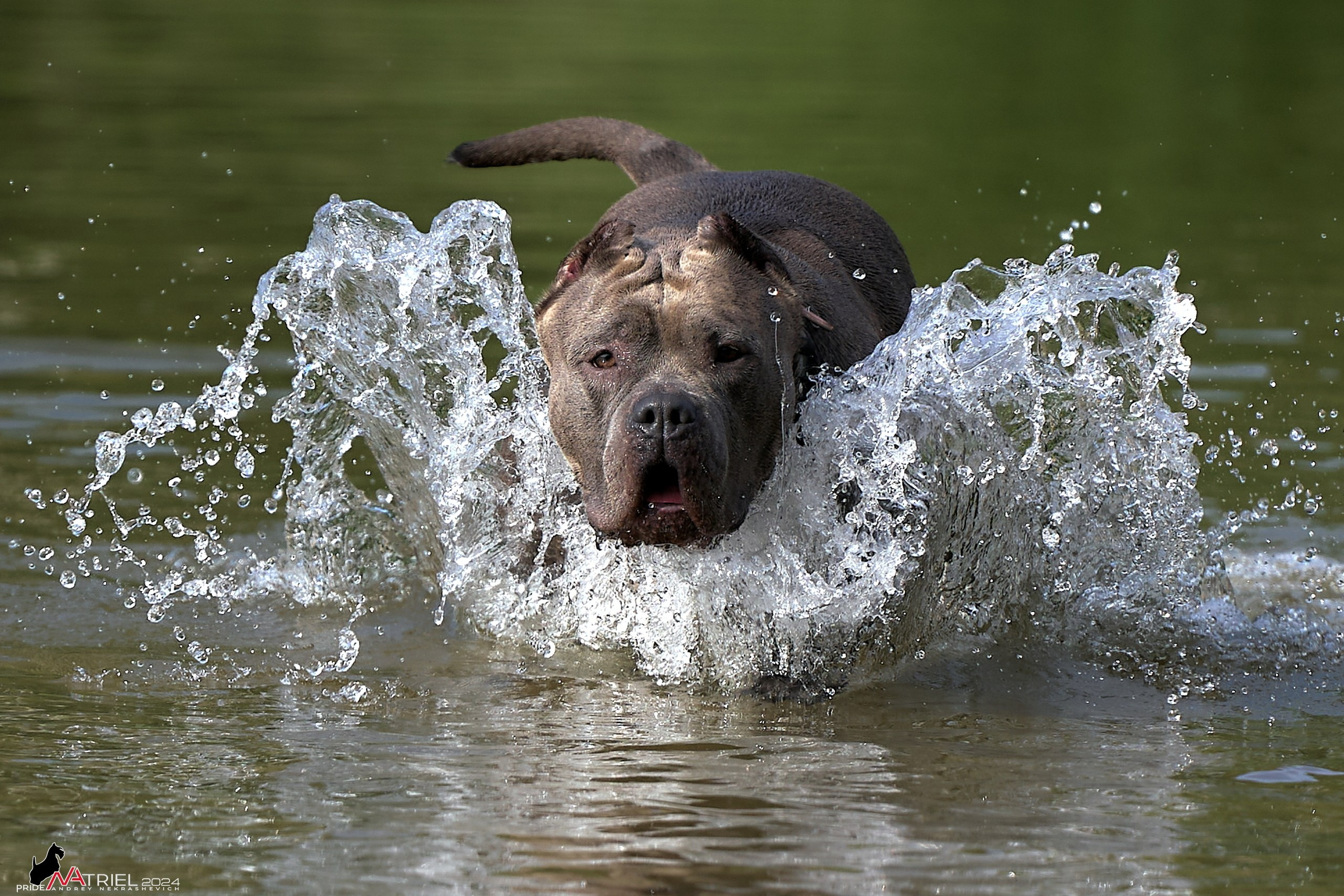 Фотопрогулка с булли