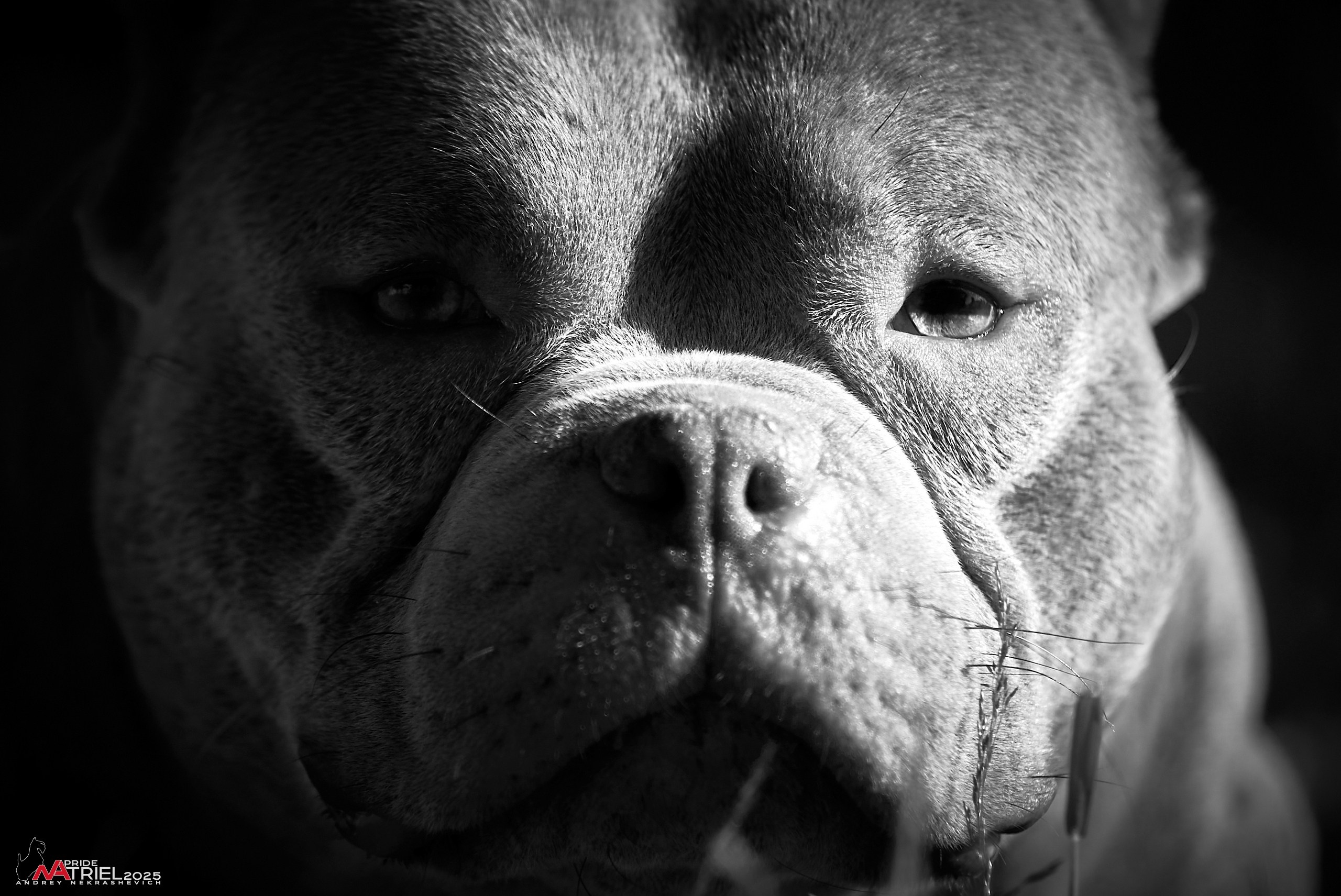 Съемка собак породы булли на природе