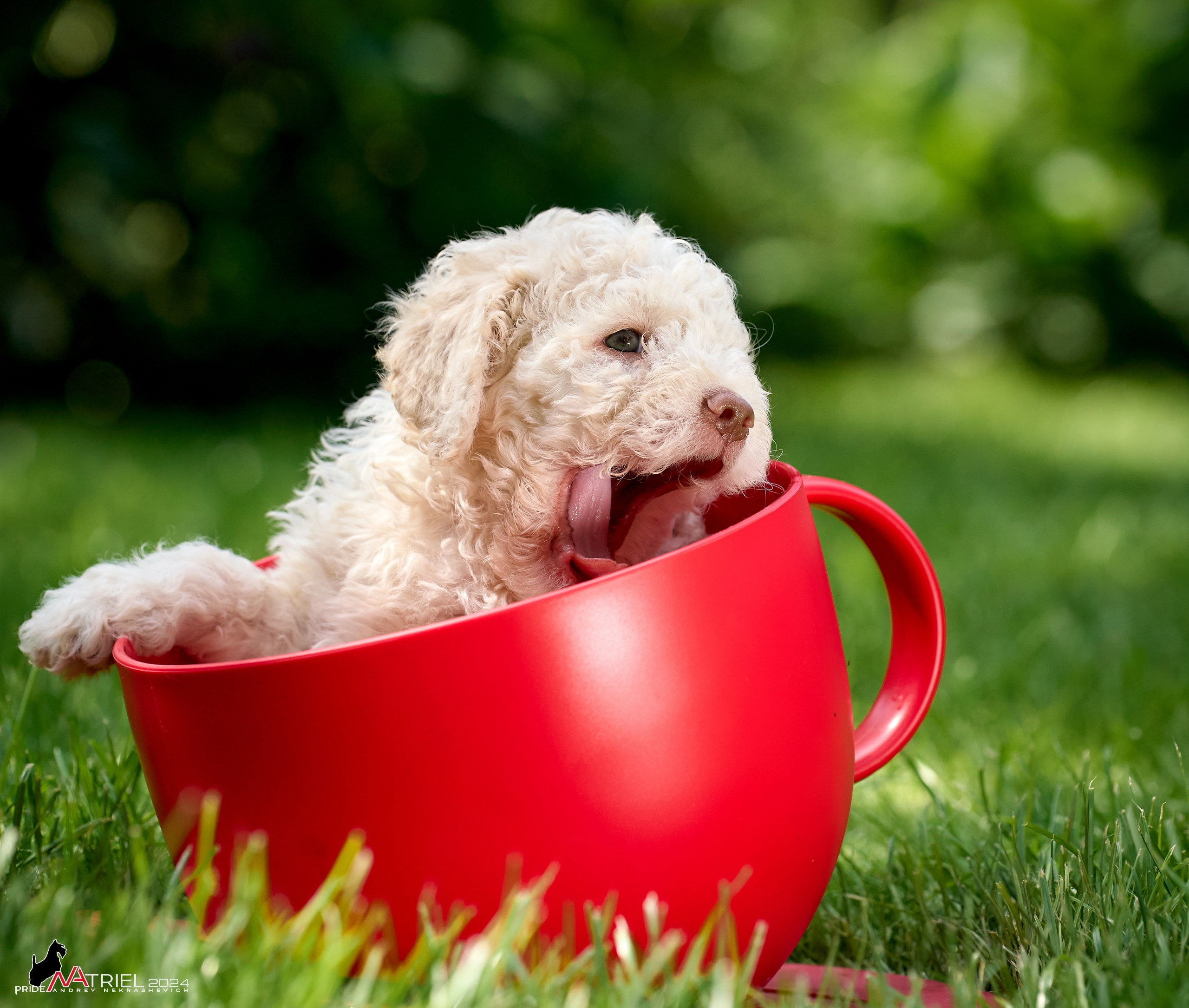 Съемка щенков лаготто