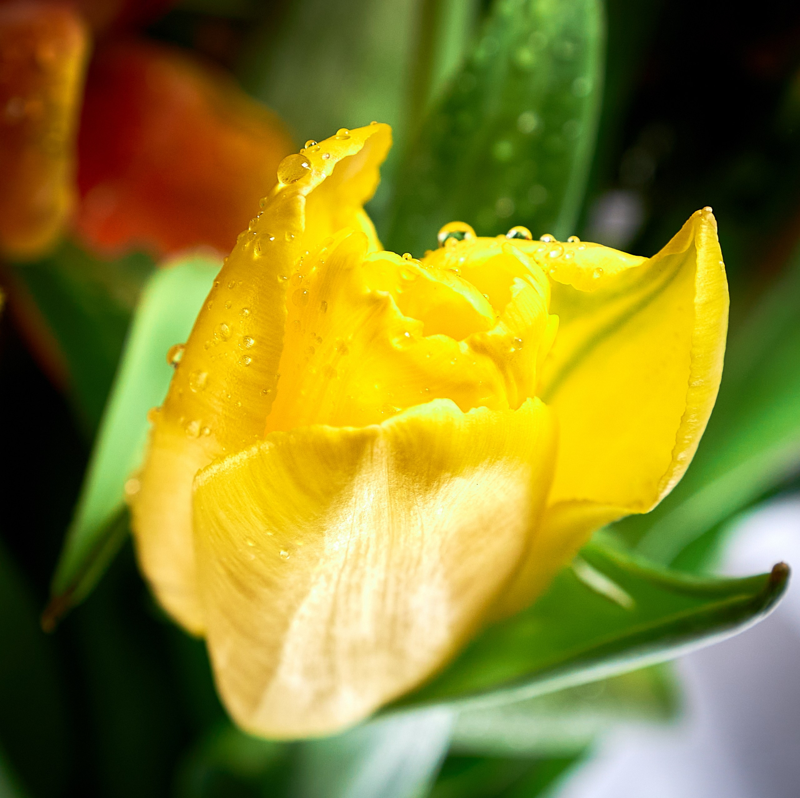 Лютики-цветочки — галерея NATRIEL