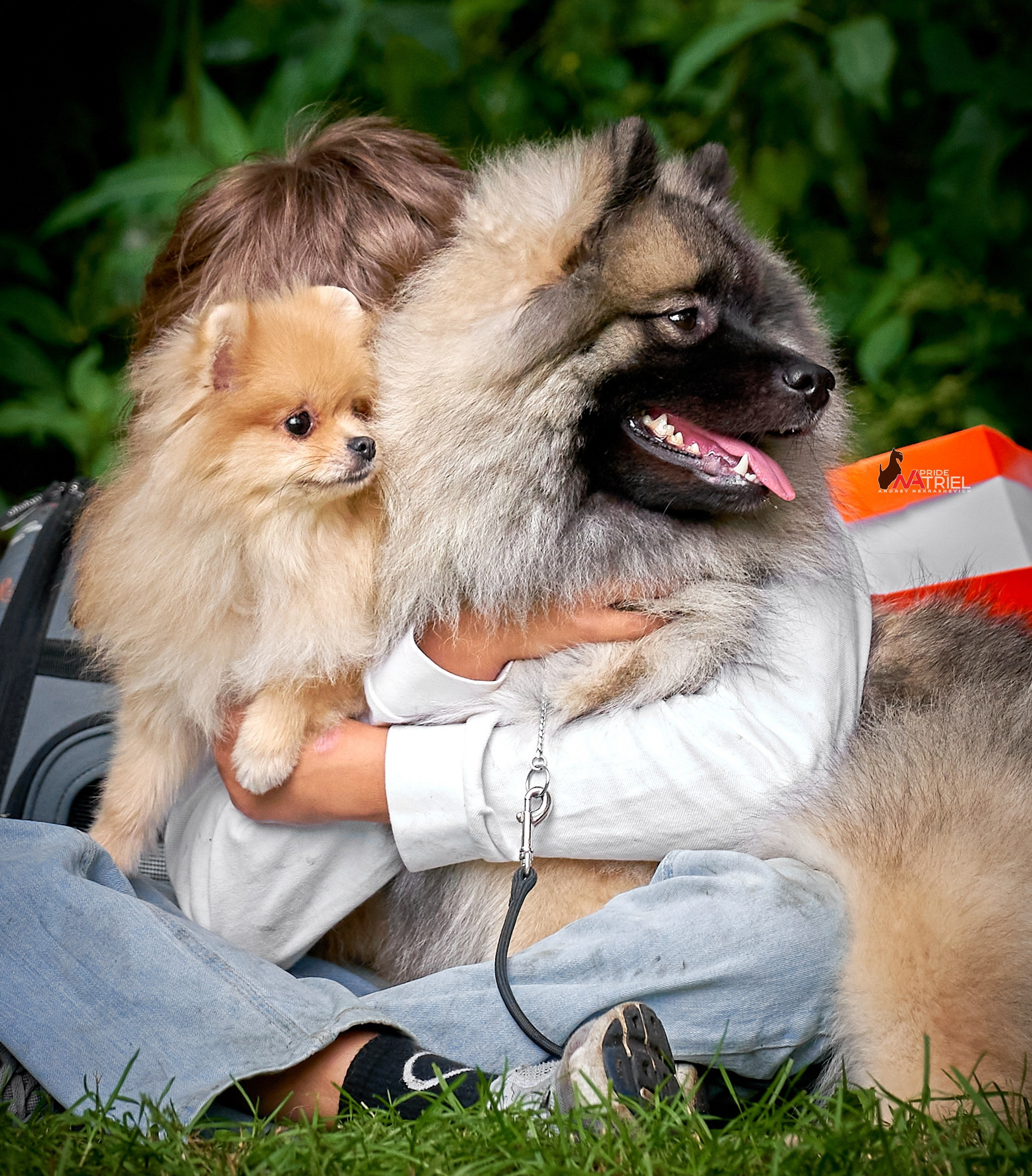 Собаки и Люди — галерея NATRIEL
