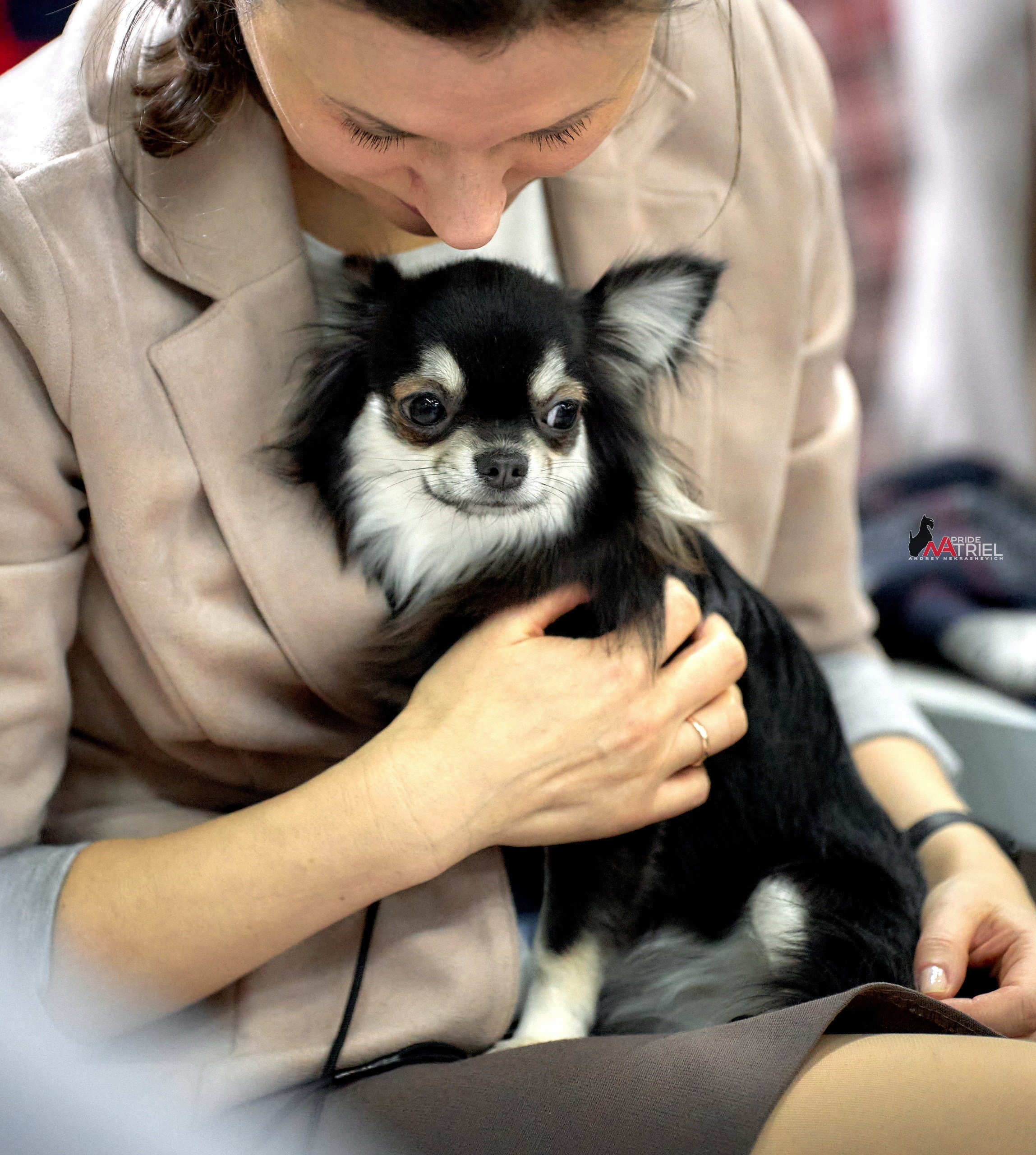 Собаки и Люди — галерея NATRIEL