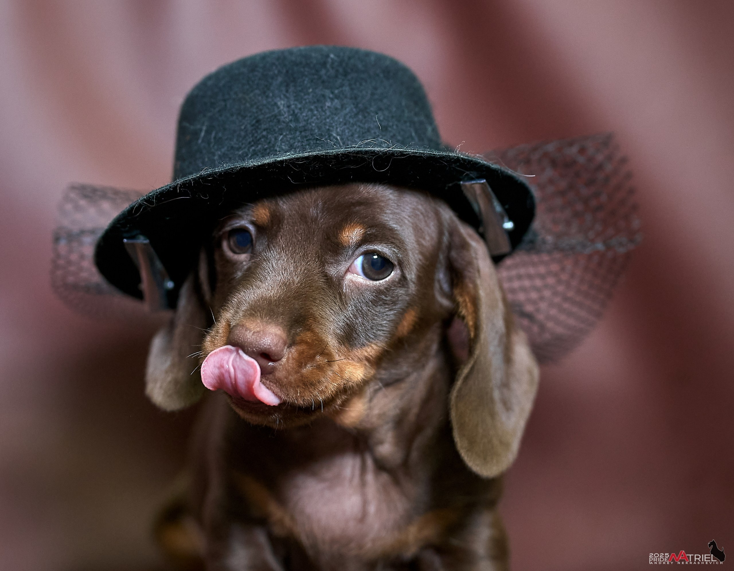 Щенки дома — галерея NATRIEL