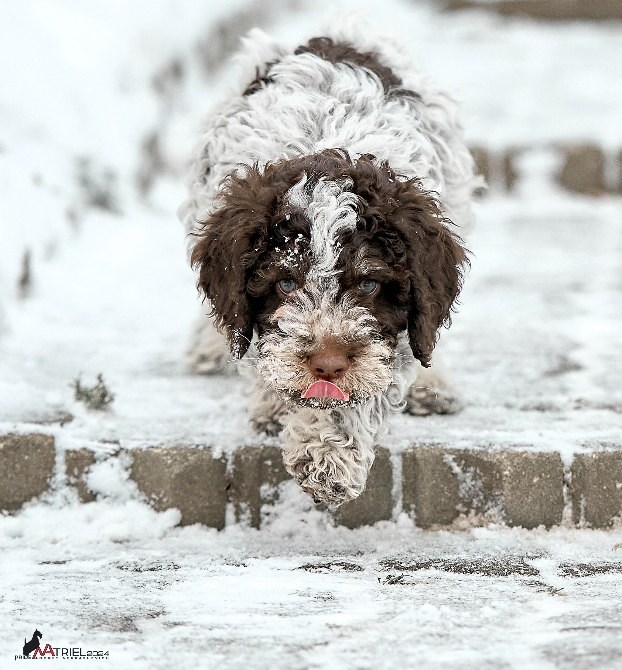 Съемка щенков лаготто дома с мобильным светом