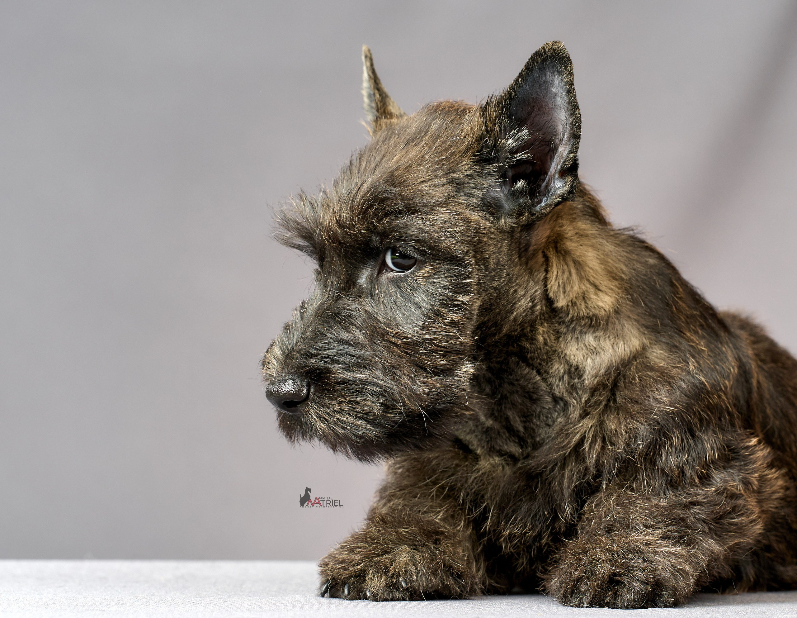 Съемка щенков скотч-терьеров